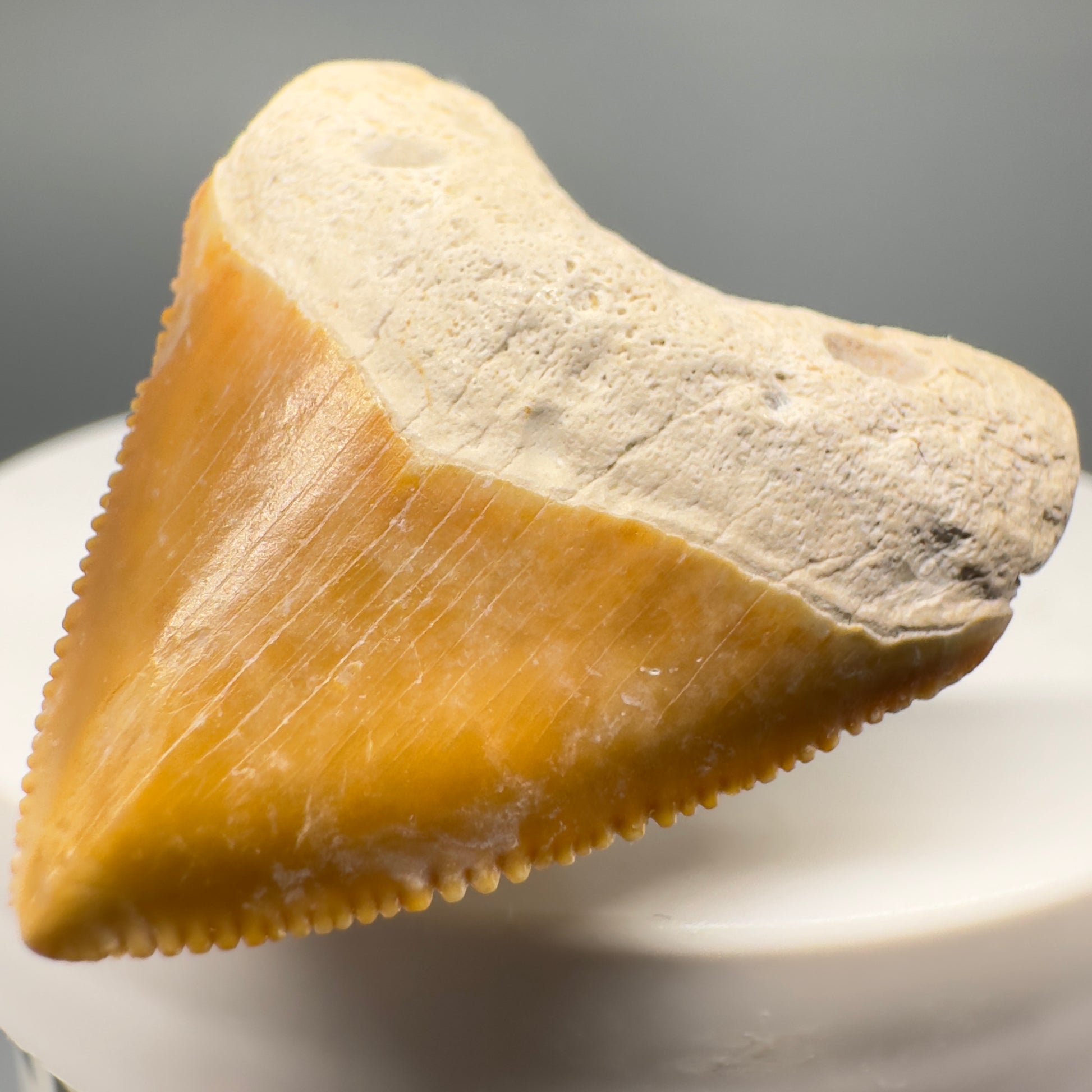 Heart shaped 1.36" Fossil Juvenile Megalodon Tooth - Bone Valley, Florida CM5005 - Front2