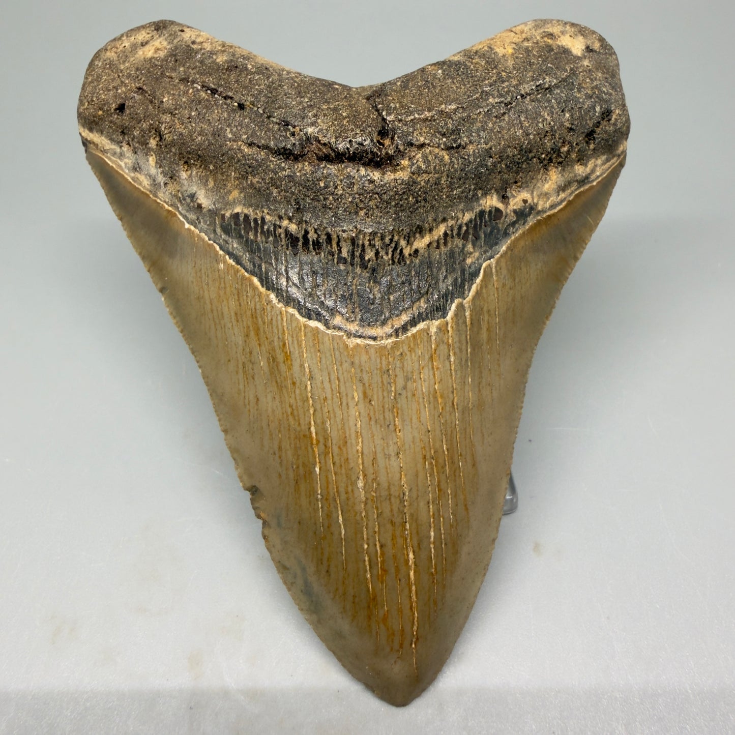 Front View tip down 4.03" Authentic Megalodon Tooth – North Carolina Fossil | Carcharocles megalodon CM5414