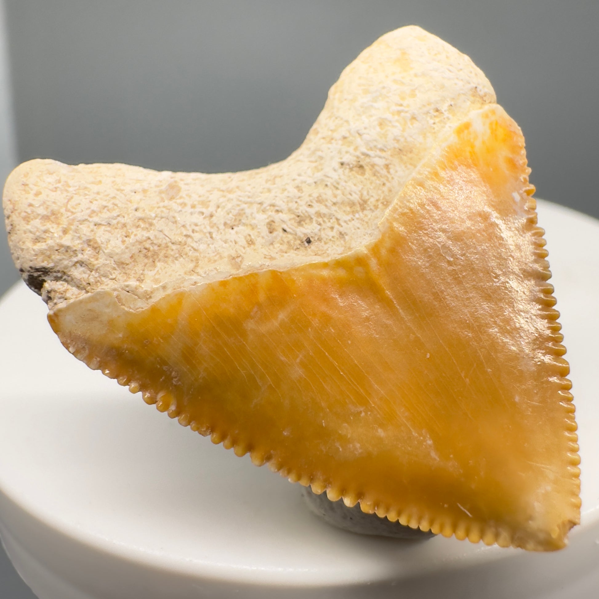 Heart shaped 1.36" Fossil Juvenile Megalodon Tooth - Bone Valley, Florida CM5005 - Back Left