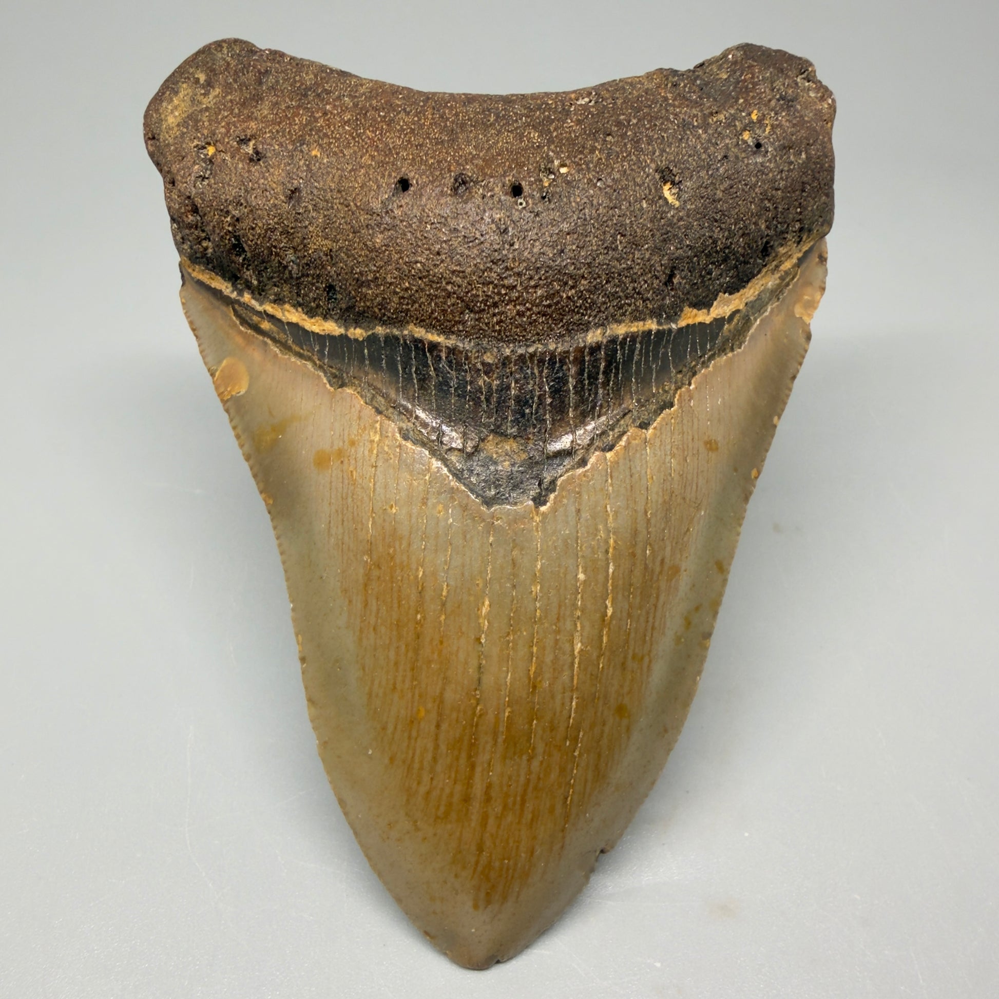 Front View Tip Down Colorful 4.02" Authentic Megalodon Tooth – North Carolina Fossil | Carcharocles megalodon CM5415