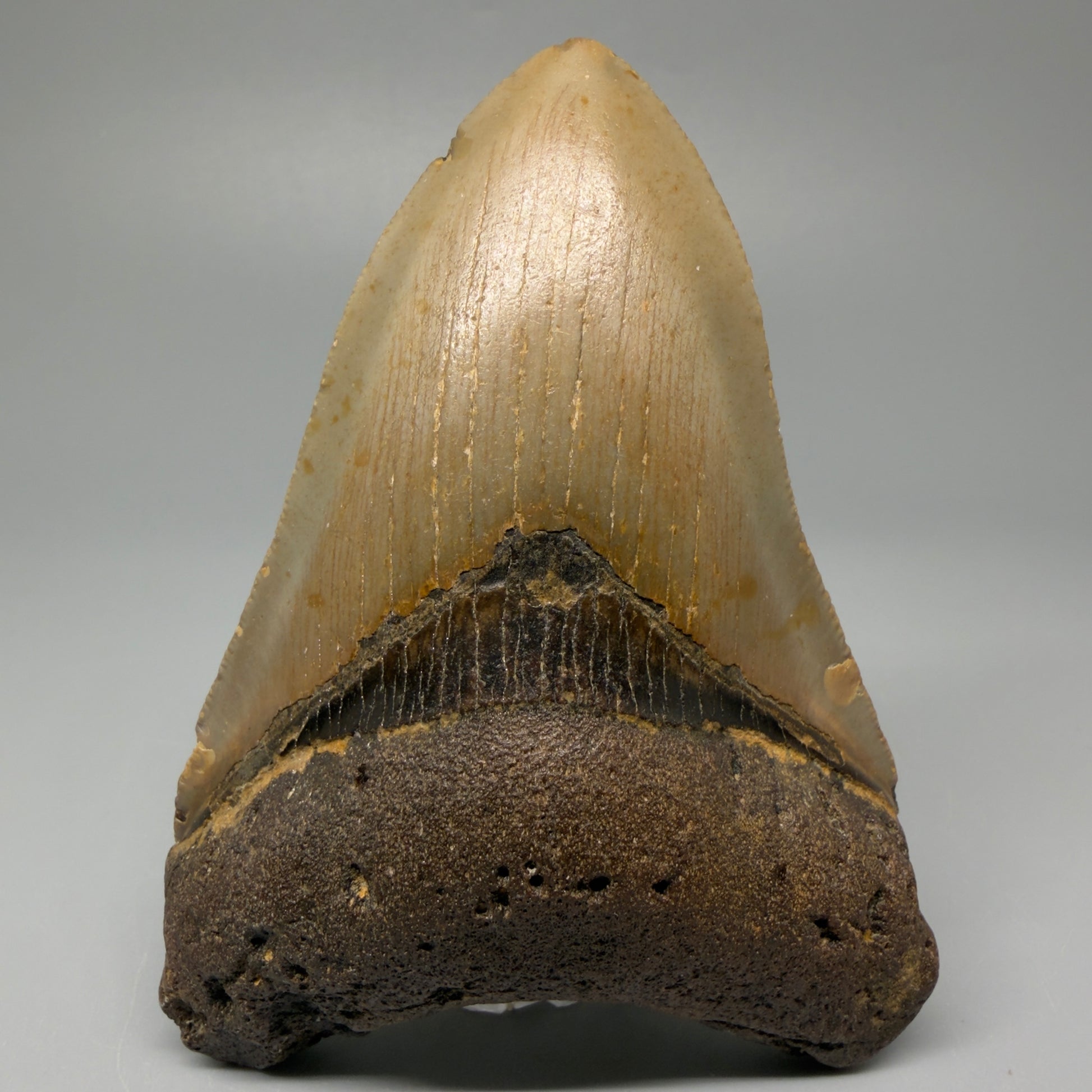 Front View Colorful 4.02" Authentic Megalodon Tooth – North Carolina Fossil | Carcharocles megalodon CM5415