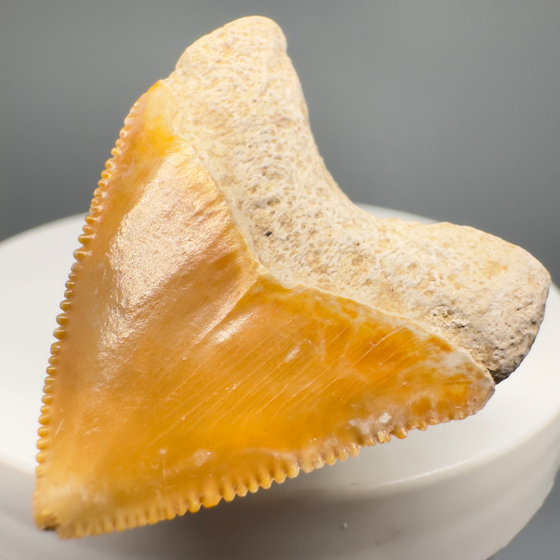 Heart shaped 1.36" Fossil Juvenile Megalodon Tooth - Bone Valley, Florida CM5005 - Back Right
