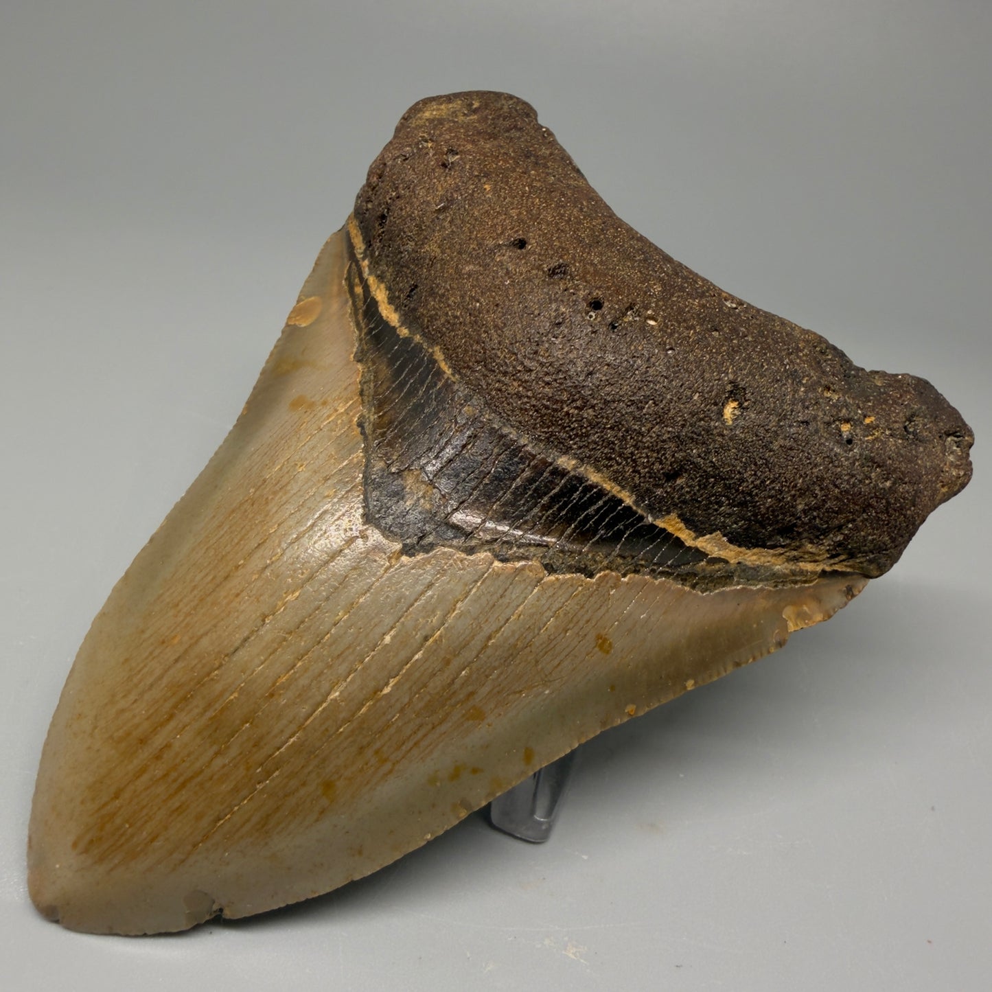 Front Right View Colorful 4.02" Authentic Megalodon Tooth – North Carolina Fossil | Carcharocles megalodon CM5415
