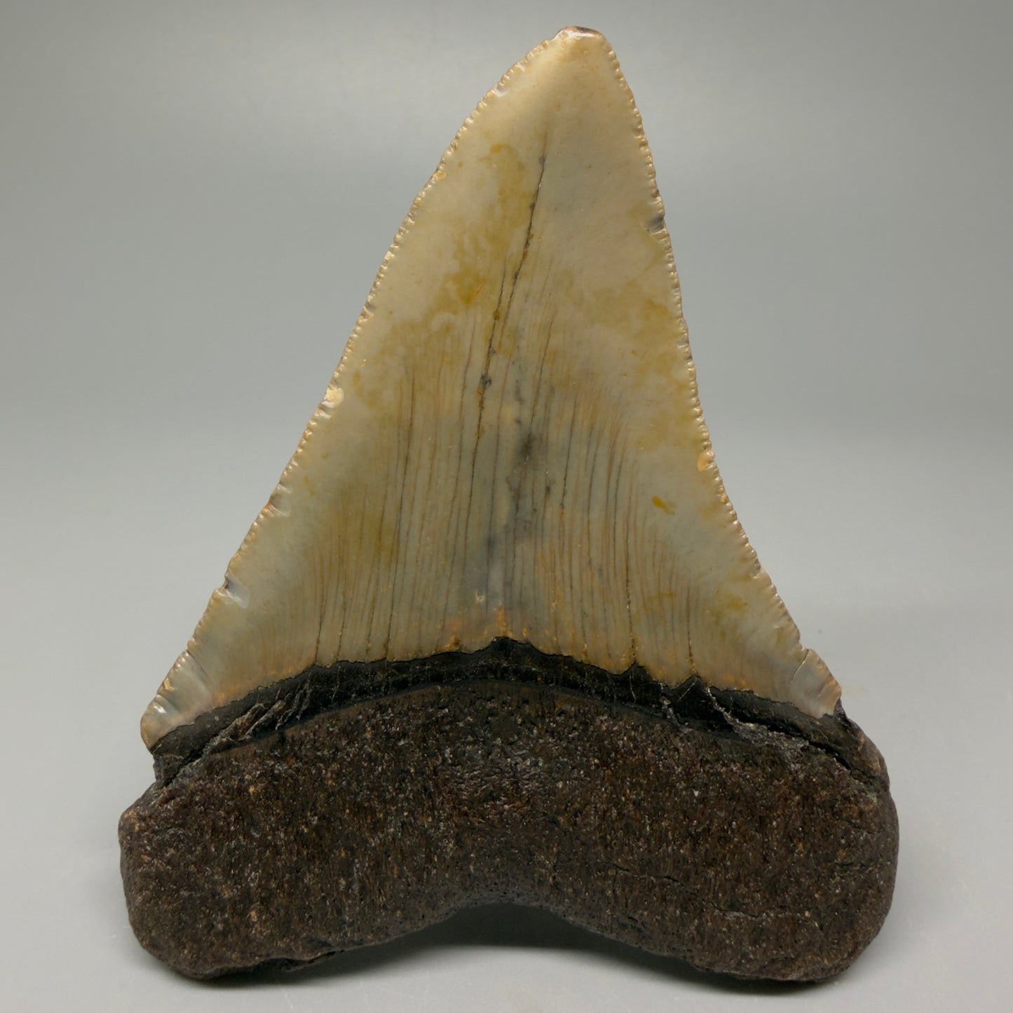 Back View 4.00" Authentic Megalodon Tooth – North Carolina Fossil | Carcharocles megalodon CM5416