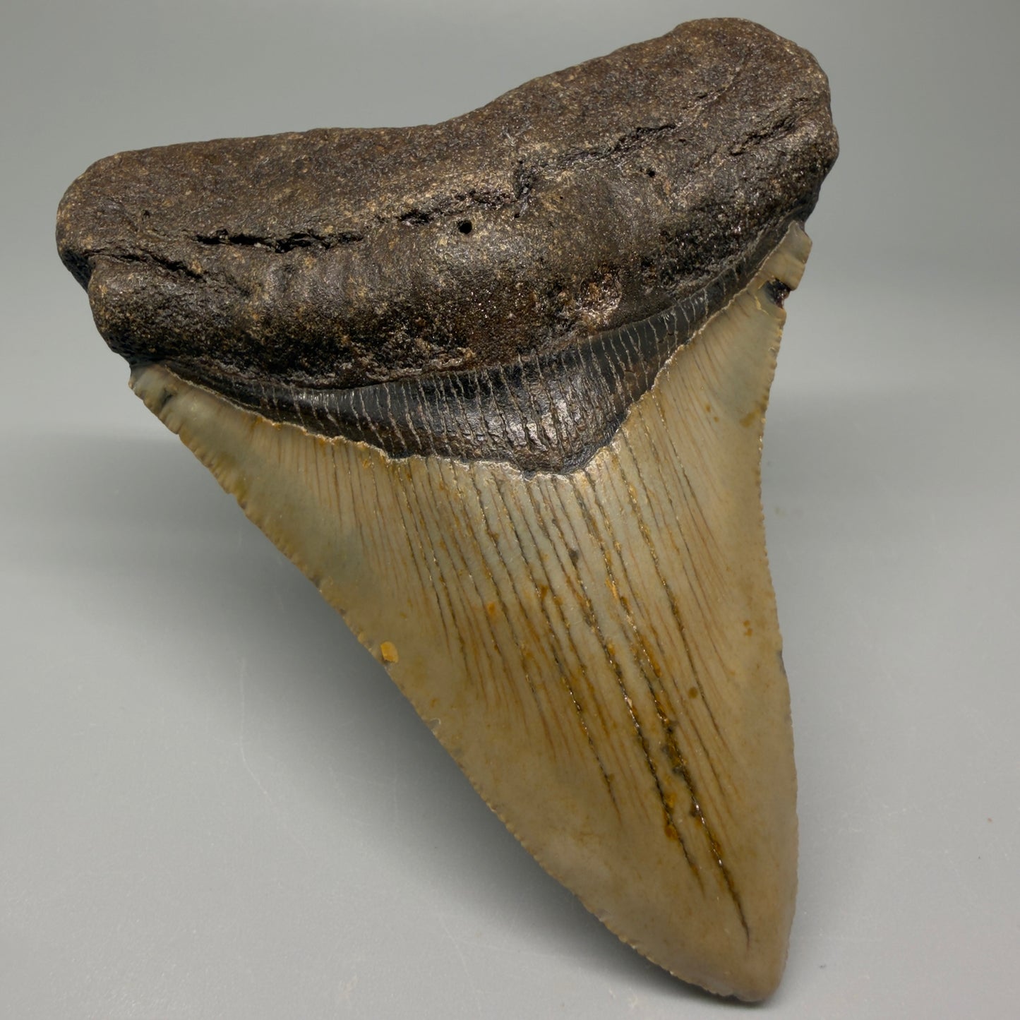 Front Left View 4.00" Authentic Megalodon Tooth – North Carolina Fossil | Carcharocles megalodon CM5416