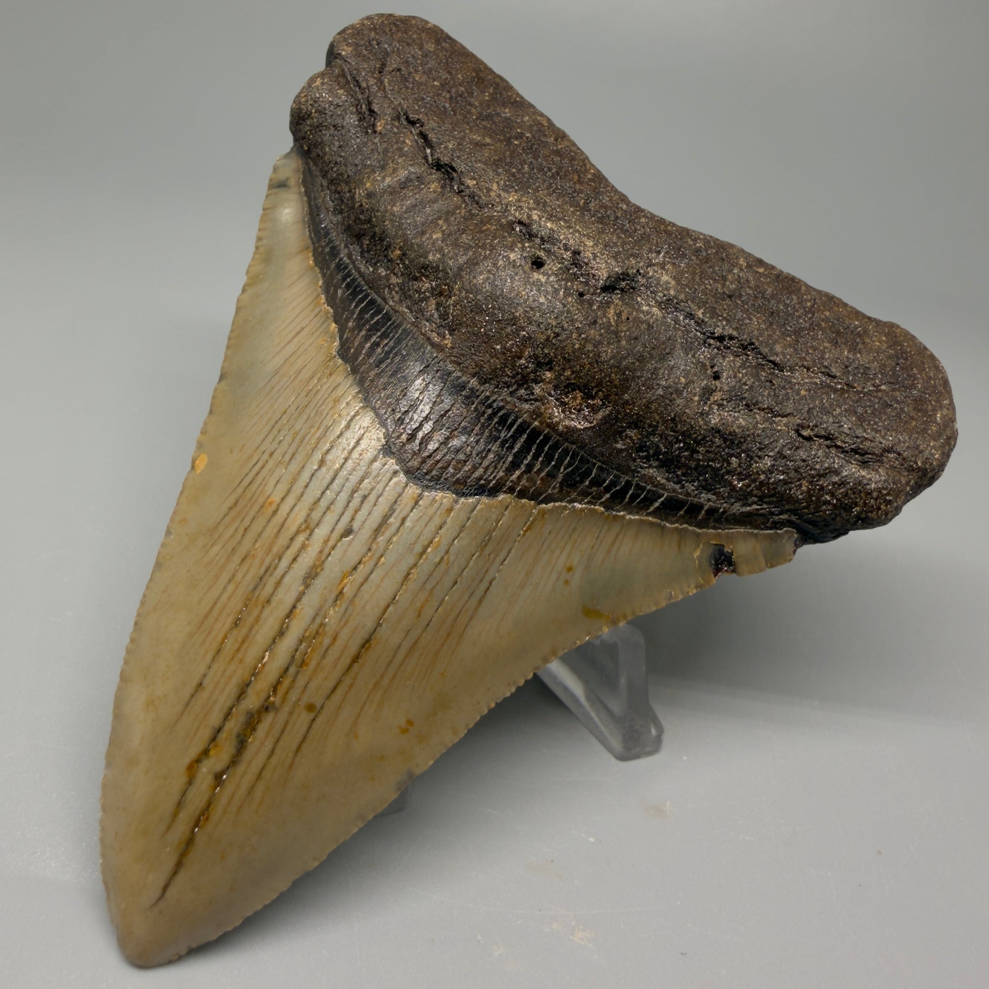 Front Right View 4.00" Authentic Megalodon Tooth – North Carolina Fossil | Carcharocles megalodon CM5416