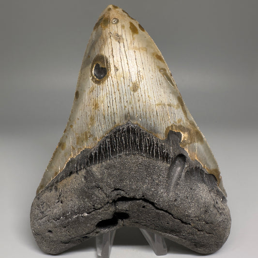 Colorful, decently serrated 5.43" Fossil Megalodon Tooth - Wilmington North Carolina CM5150 - Front