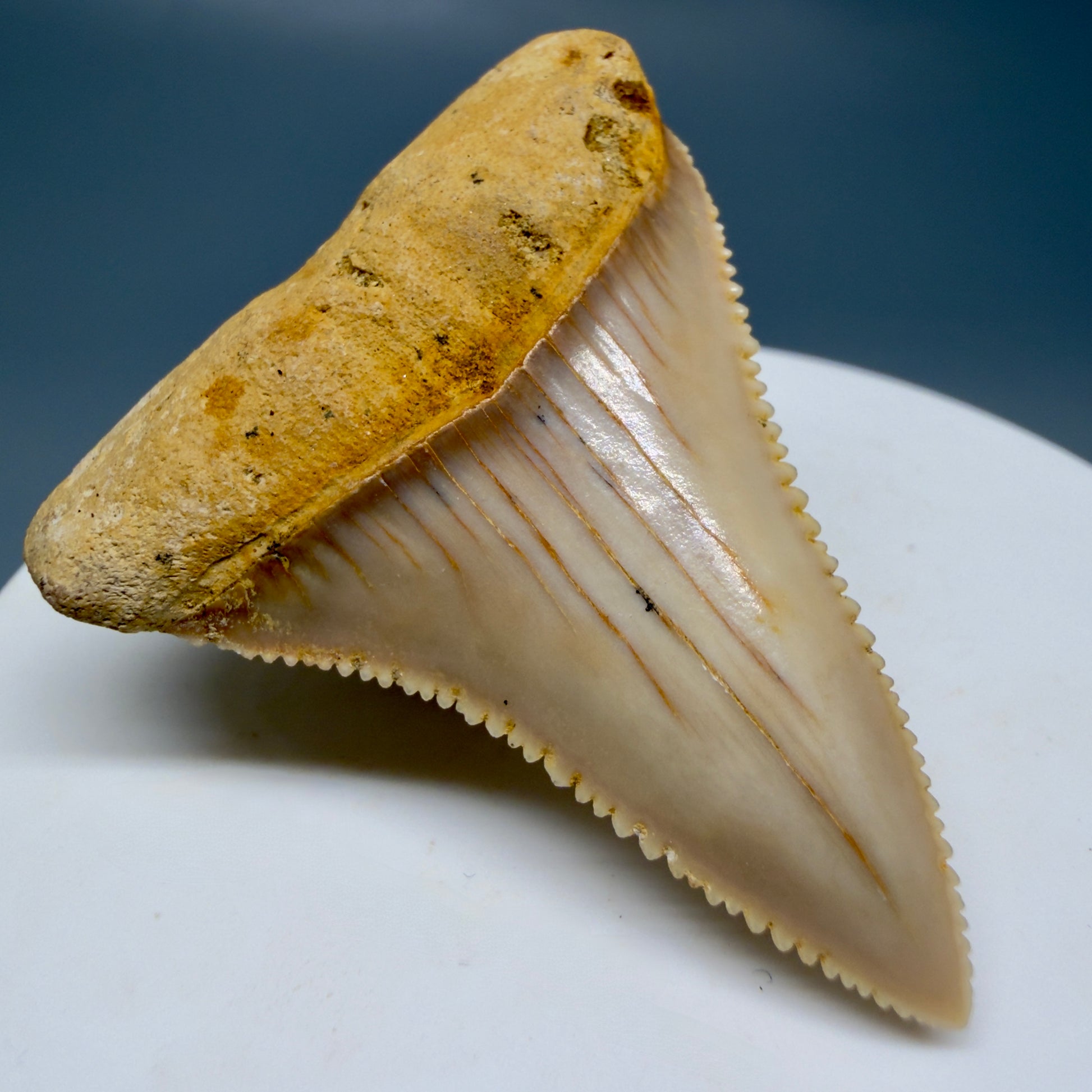 Front Left View 1.86" Fossil Great White Tooth from Chile - Collector's Quality GW1322