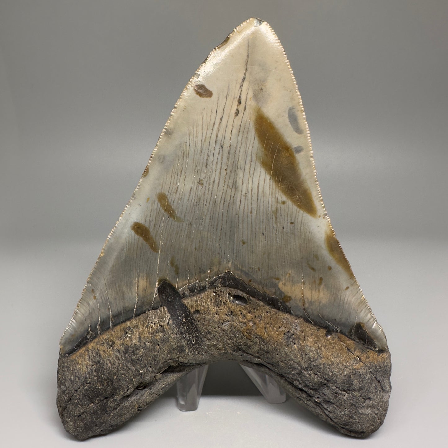 Colorful, decently serrated 5.43" Fossil Megalodon Tooth - Wilmington North Carolina CM5150 - Back 