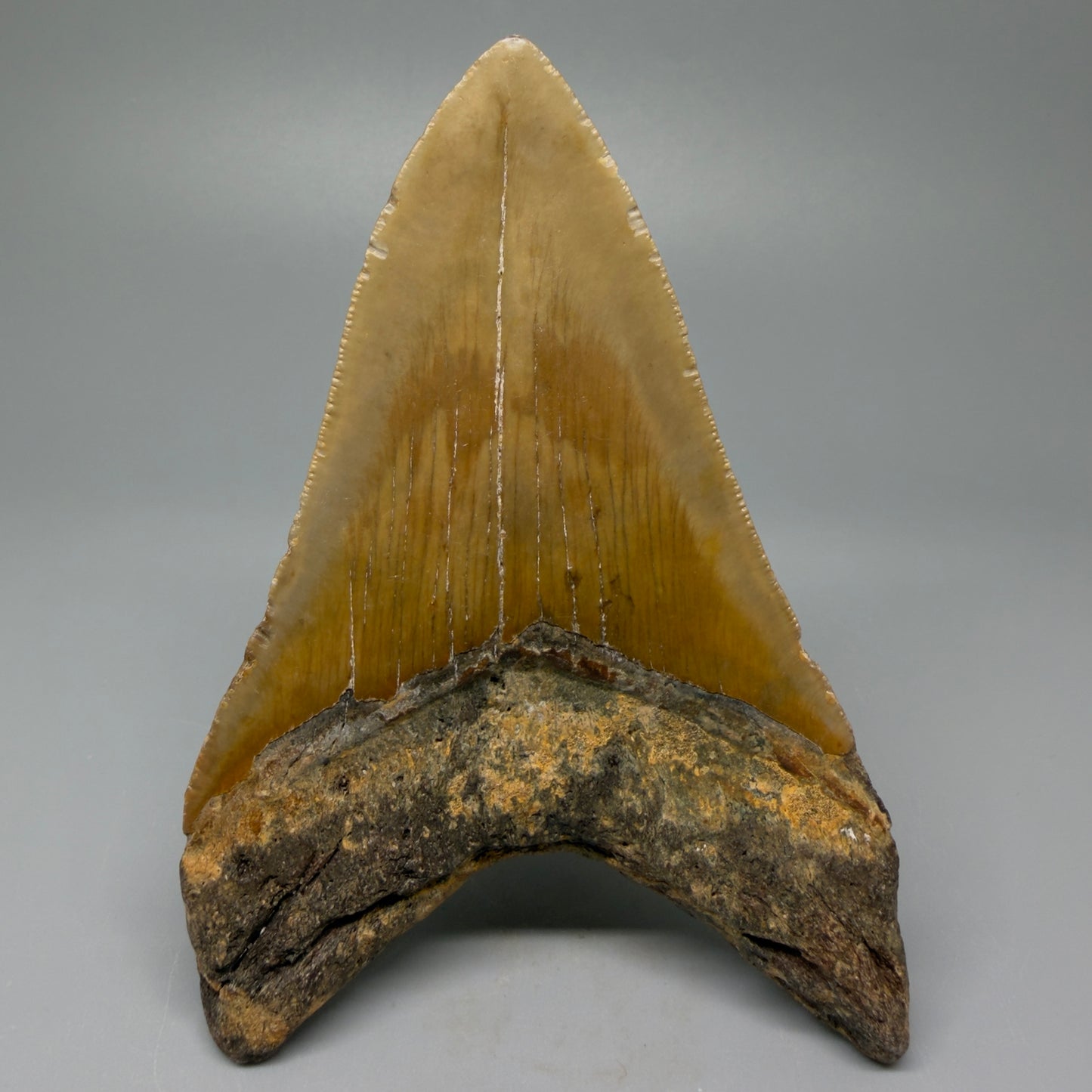 Back View 4.65" Authentic Lower Megalodon Tooth – North Carolina Fossil | Carcharocles megalodon CM5422