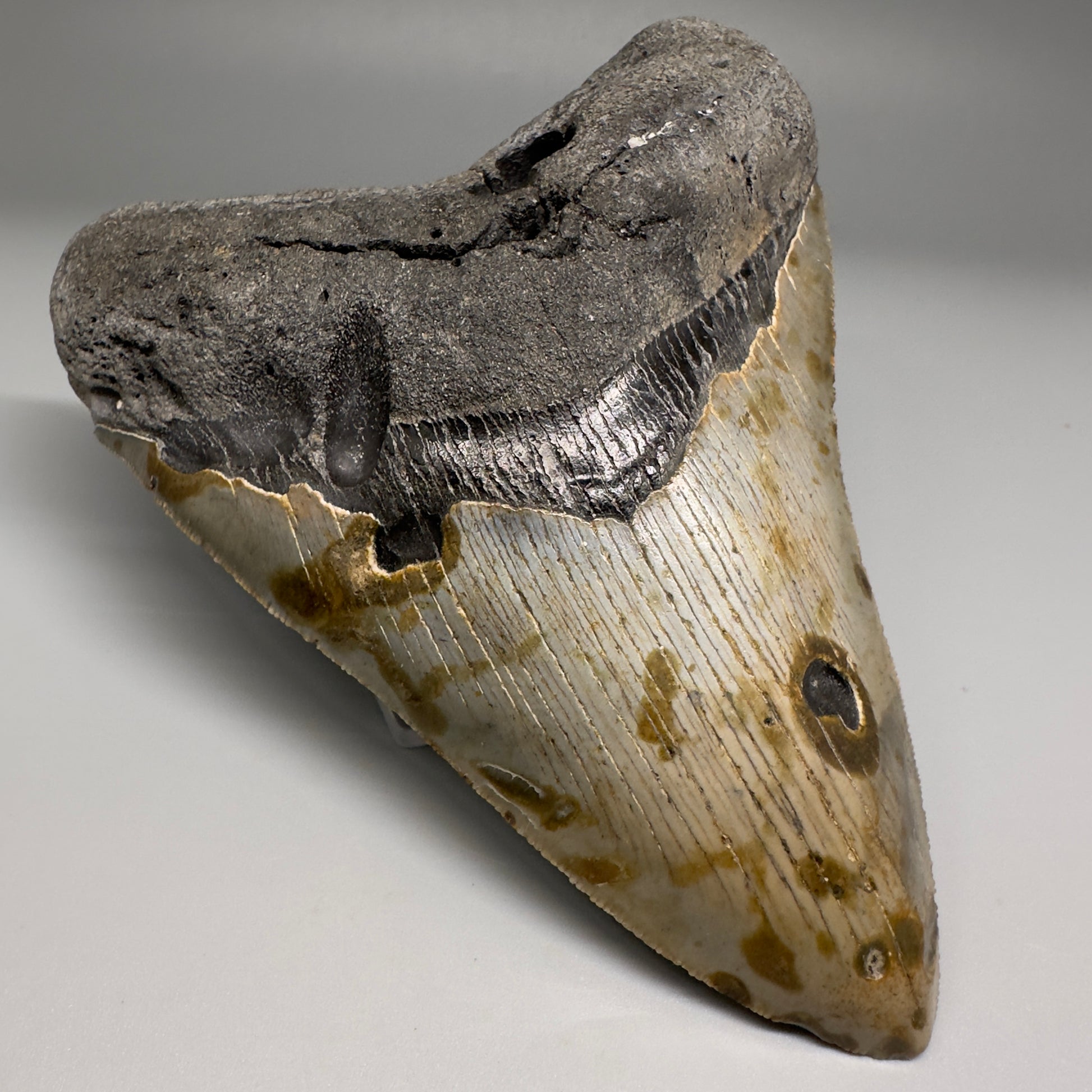 Colorful, decently serrated 5.43" Fossil Megalodon Tooth - Wilmington North Carolina CM5150 - Front Left