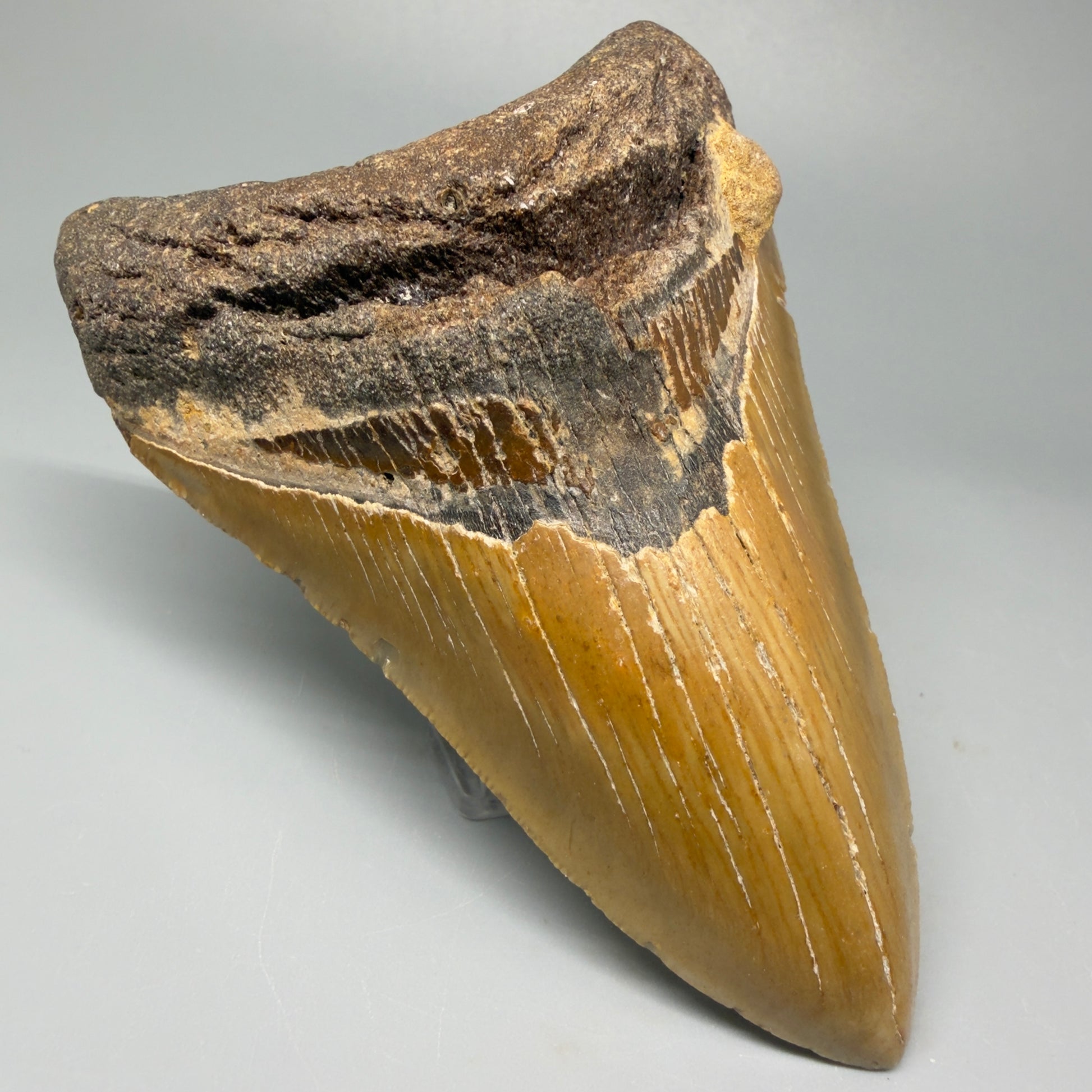 Front Left View 4.65" Authentic Lower Megalodon Tooth – North Carolina Fossil | Carcharocles megalodon CM5422