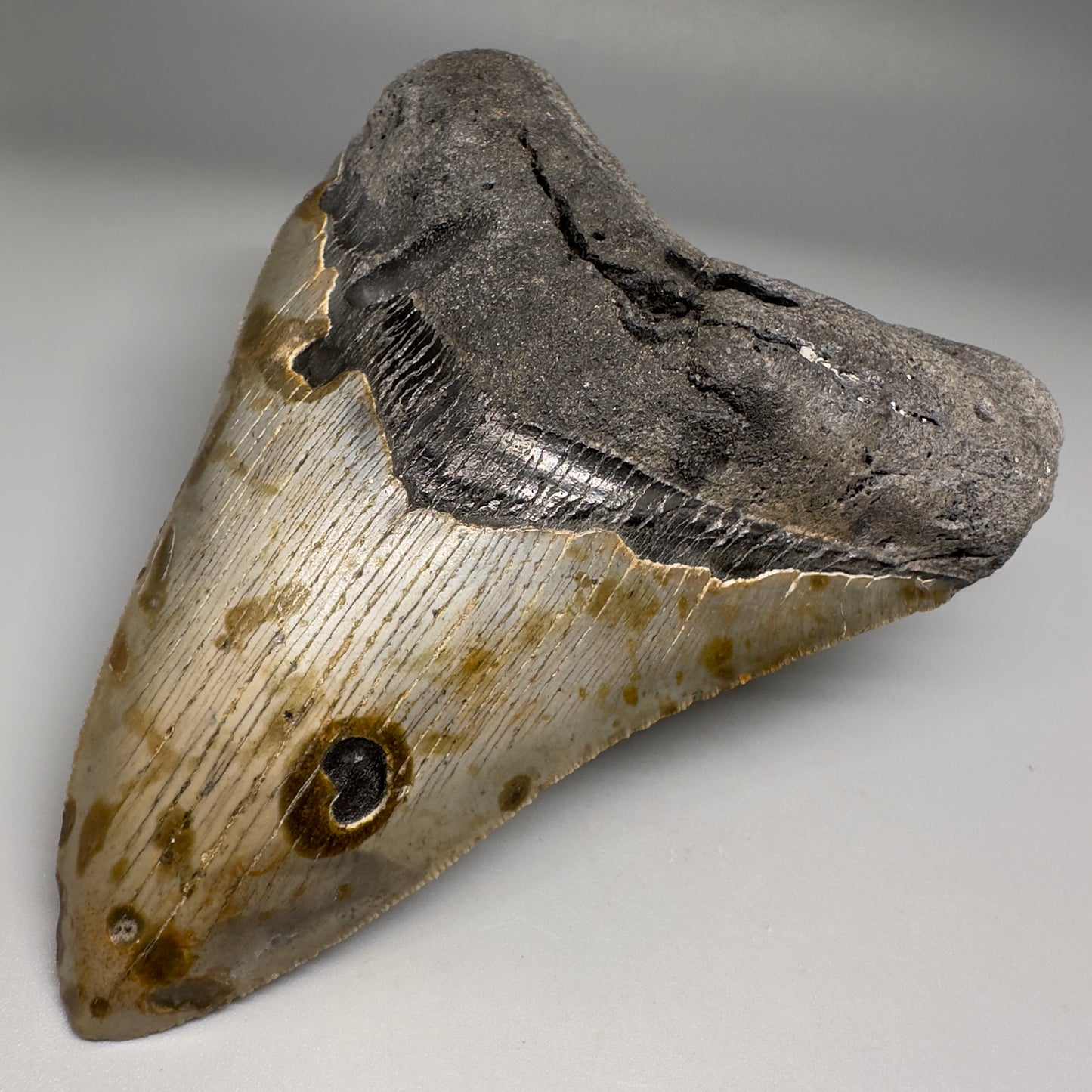 Colorful, decently serrated 5.43" Fossil Megalodon Tooth - Wilmington North Carolina CM5150 - Front Right
