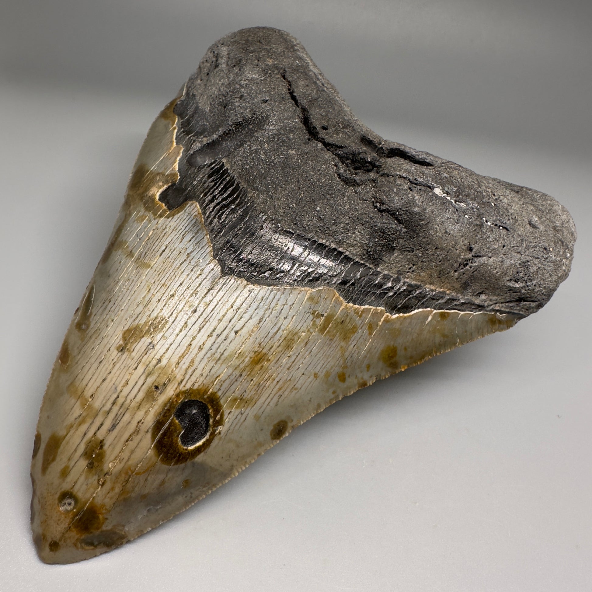 Colorful, decently serrated 5.43" Fossil Megalodon Tooth - Wilmington North Carolina CM5150 - Front Right