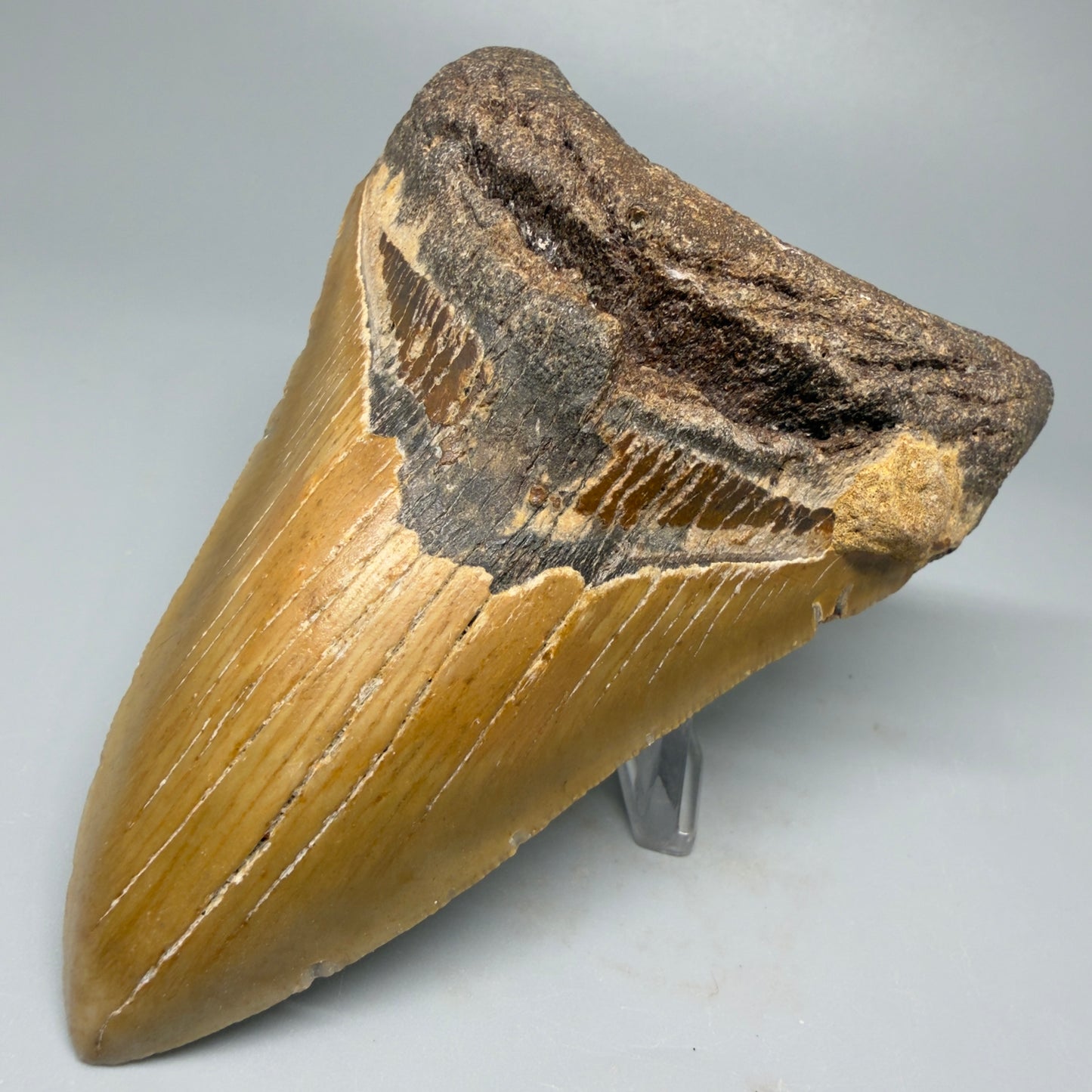 Front Right View 4.65" Authentic Lower Megalodon Tooth – North Carolina Fossil | Carcharocles megalodon CM5422