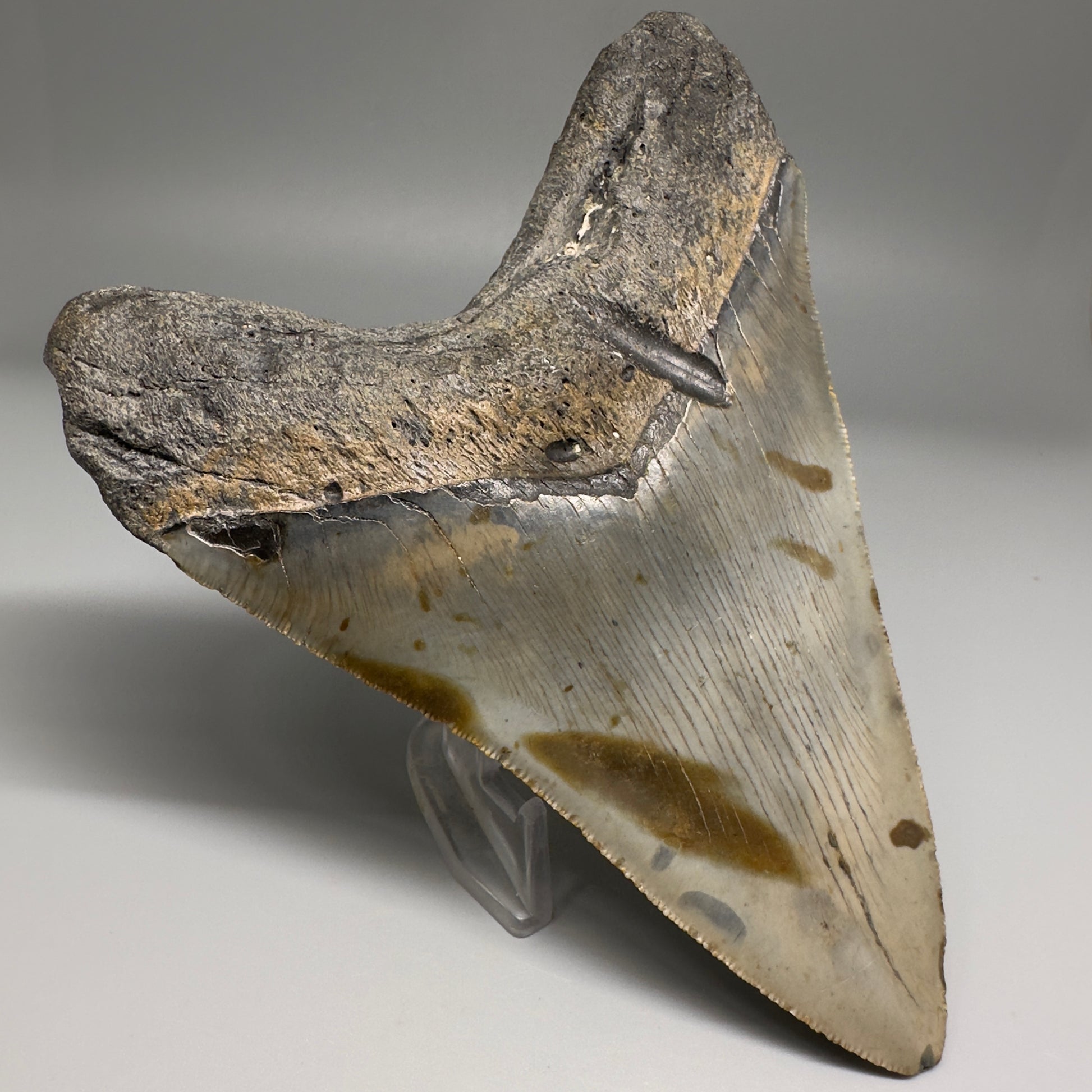 Colorful, decently serrated 5.43" Fossil Megalodon Tooth - Wilmington North Carolina CM5150 - Back Left