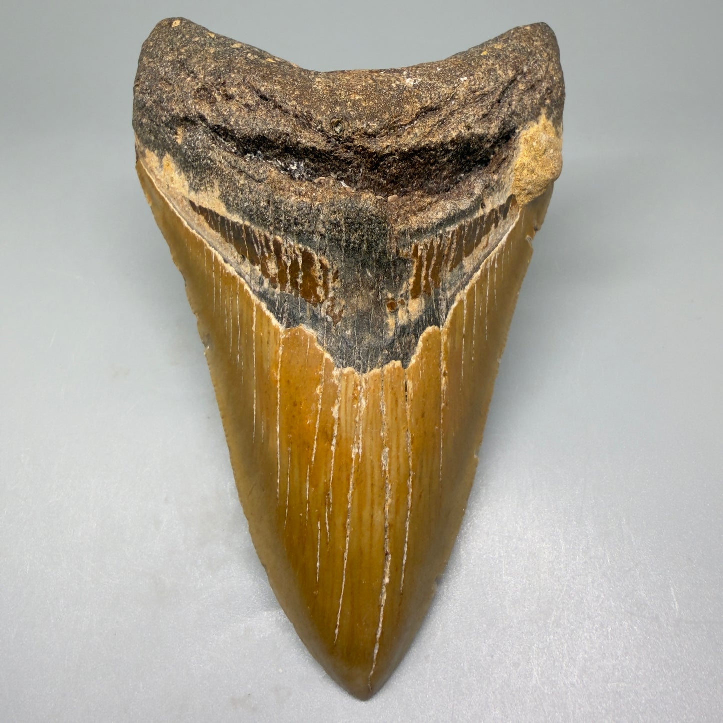 Front View tip down 4.65" Authentic Lower Megalodon Tooth – North Carolina Fossil | Carcharocles megalodon CM5422