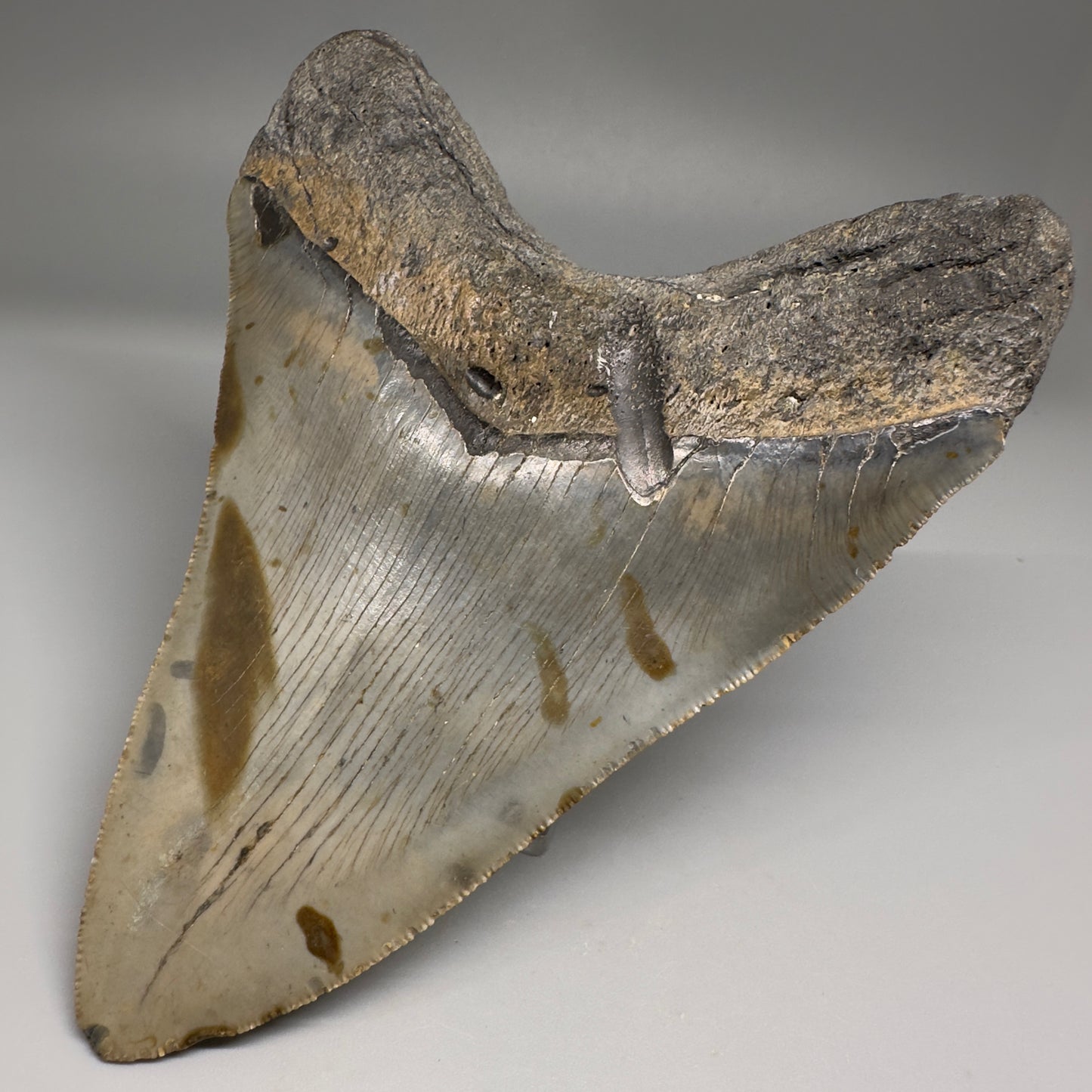 Colorful, decently serrated 5.43" Fossil Megalodon Tooth - Wilmington North Carolina CM5150 - Back Right