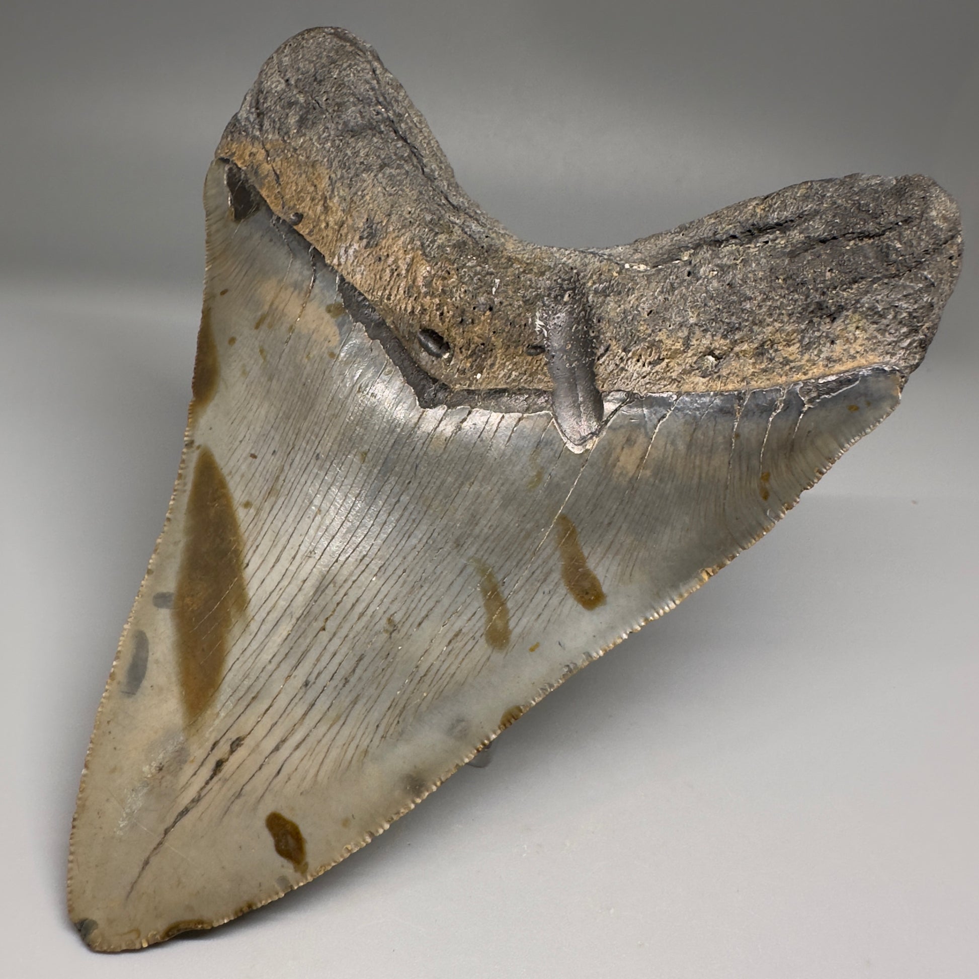 Colorful, decently serrated 5.43" Fossil Megalodon Tooth - Wilmington North Carolina CM5150 - Back Right