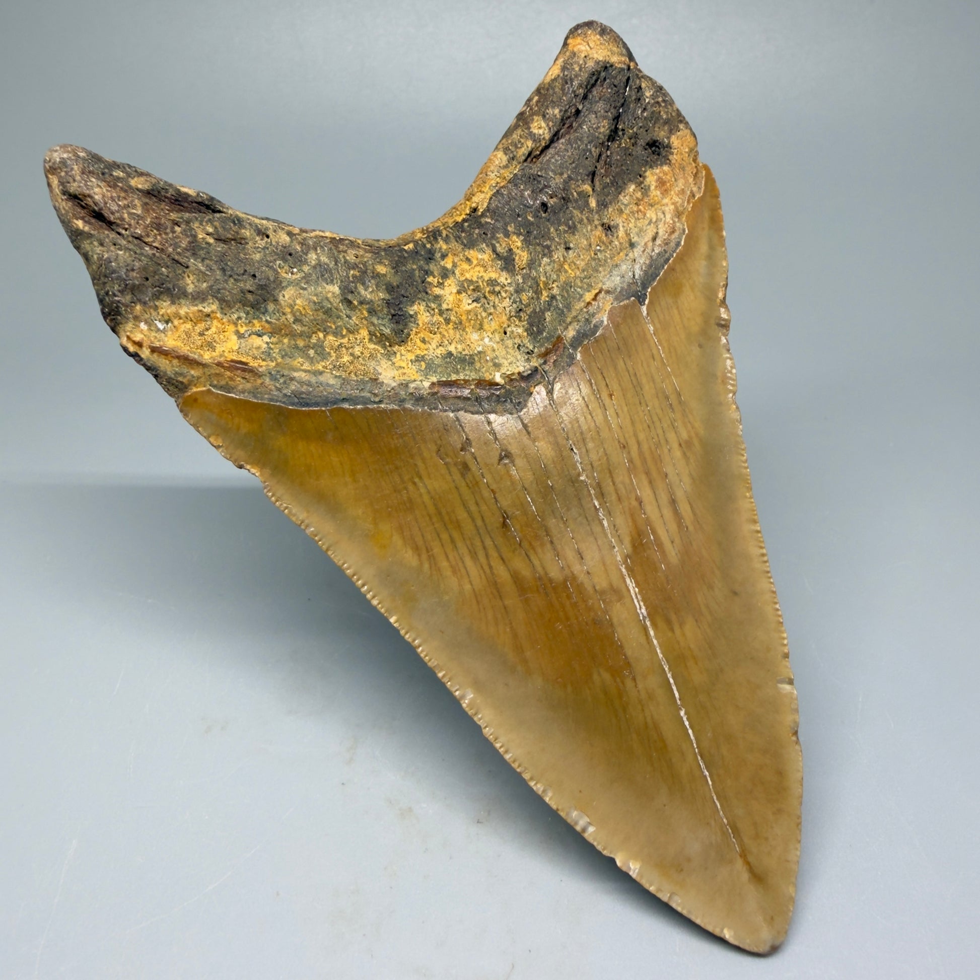 Back Left View 4.65" Authentic Lower Megalodon Tooth – North Carolina Fossil | Carcharocles megalodon CM5422