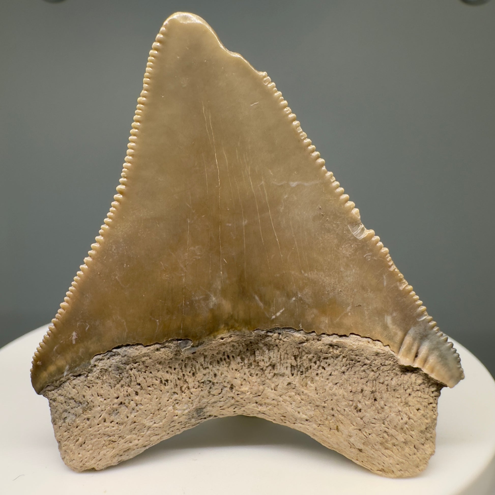 Beautiful 1.80" Fossil Megalodon Tooth: Stunning Colors from Bone Valley, Florida CM5006 - Back