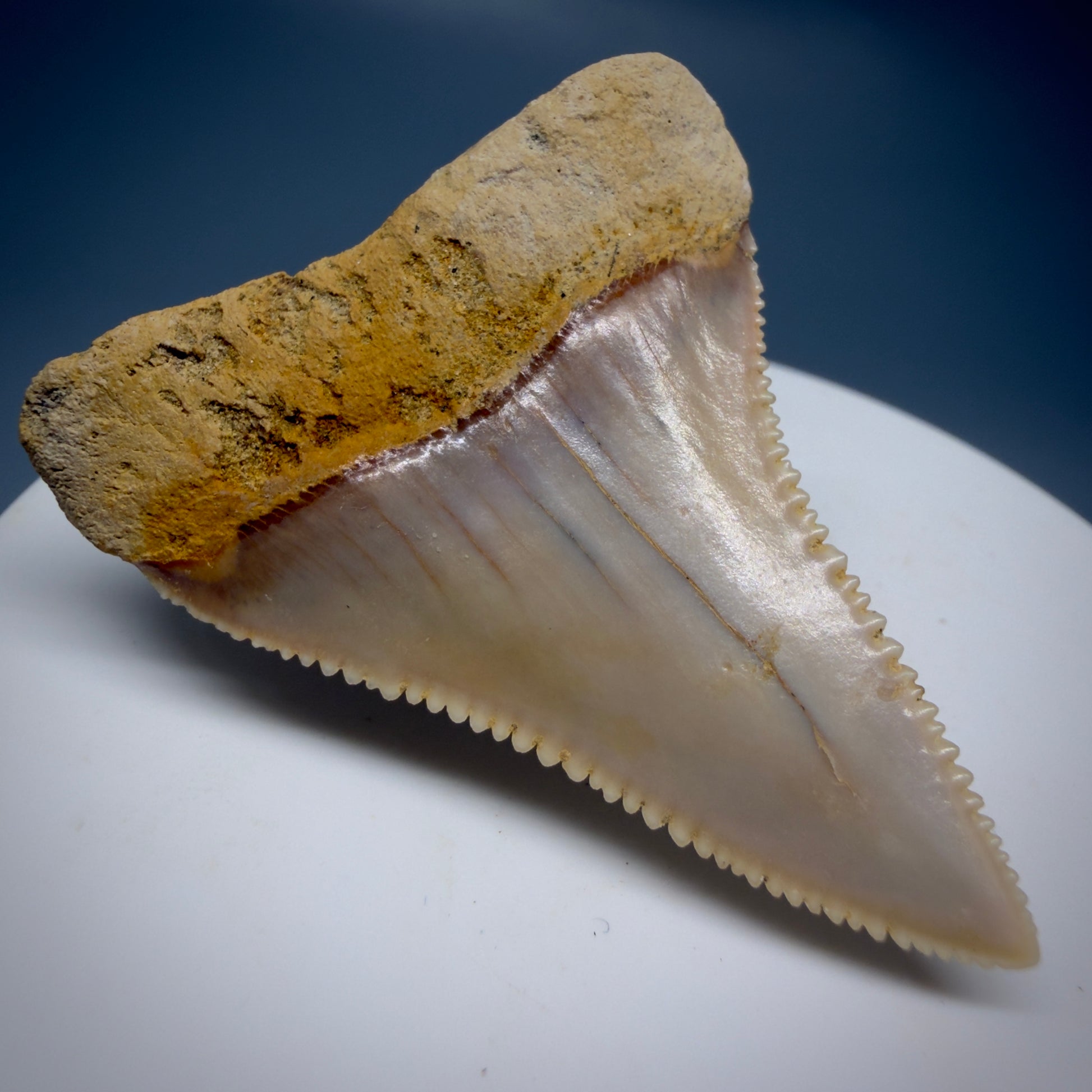Back Left View 1.86" Fossil Great White Tooth from Chile - Collector's Quality GW1322