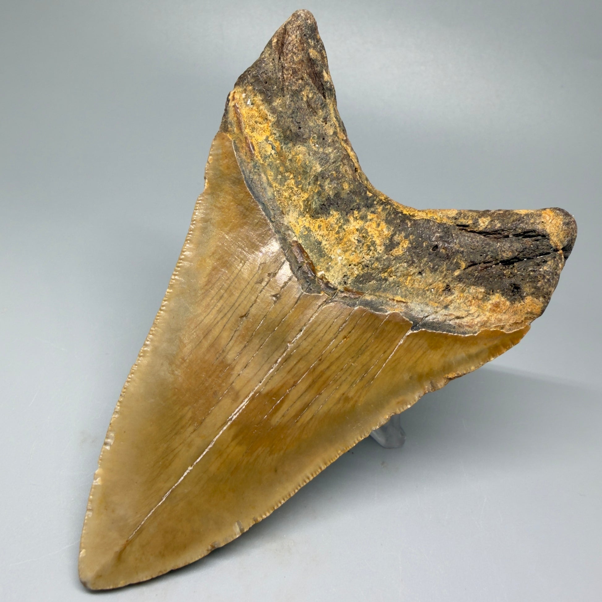 Back Right View 4.65" Authentic Lower Megalodon Tooth – North Carolina Fossil | Carcharocles megalodon CM5422