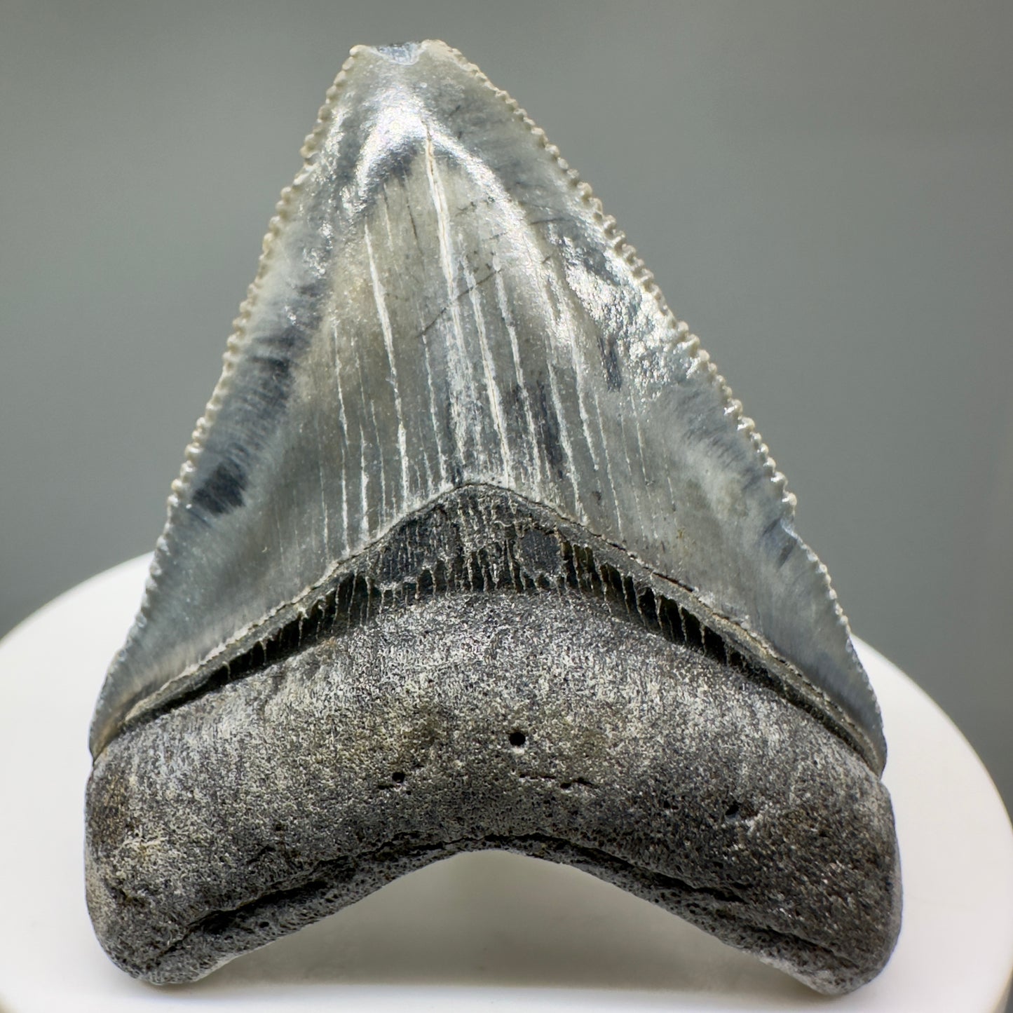 Beautiful 2.03" Fossil Megalodon Tooth: Stunning Colors from Bone Valley, Florida CM5007 - Front1