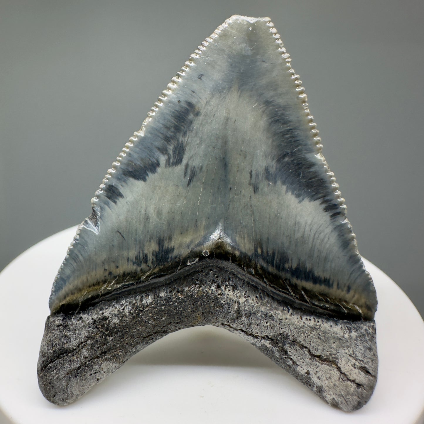 Beautiful 2.03" Fossil Megalodon Tooth: Stunning Colors from Bone Valley, Florida CM5007 - Back