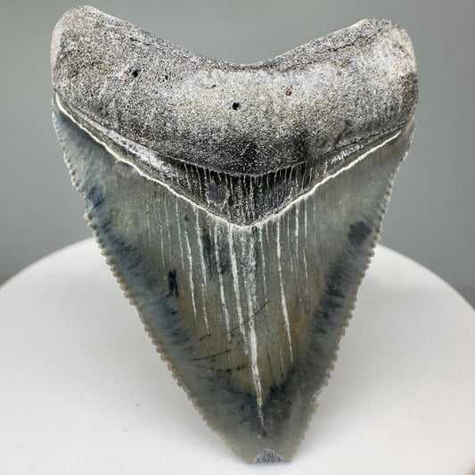 Beautiful 2.03" Fossil Megalodon Tooth: Stunning Colors from Bone Valley, Florida CM5007 - Front
