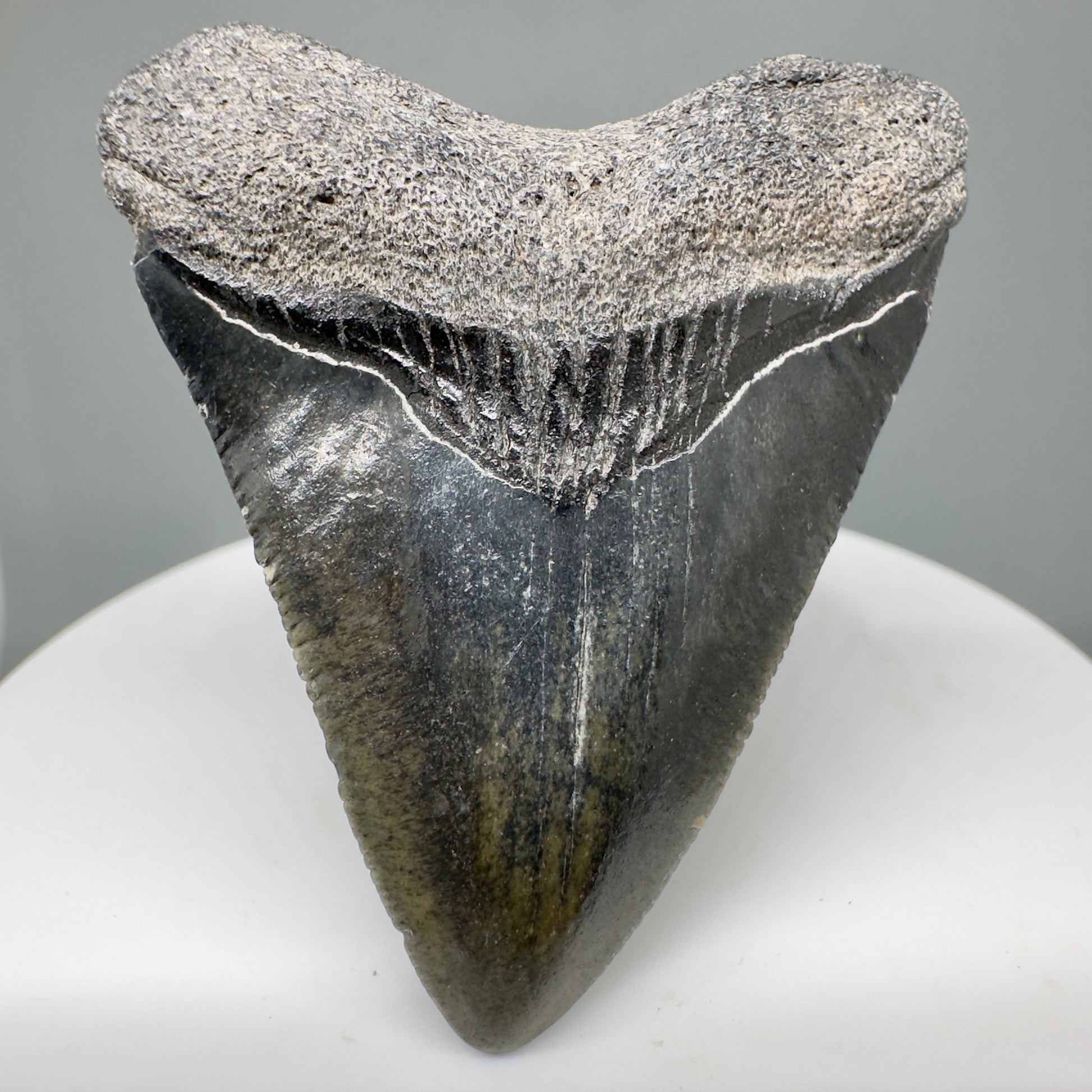 Beautiful Juvenile heart-shaped 1.98" Fossil Megalodon Tooth - Bone Valley, Florida CM5008 - Front1