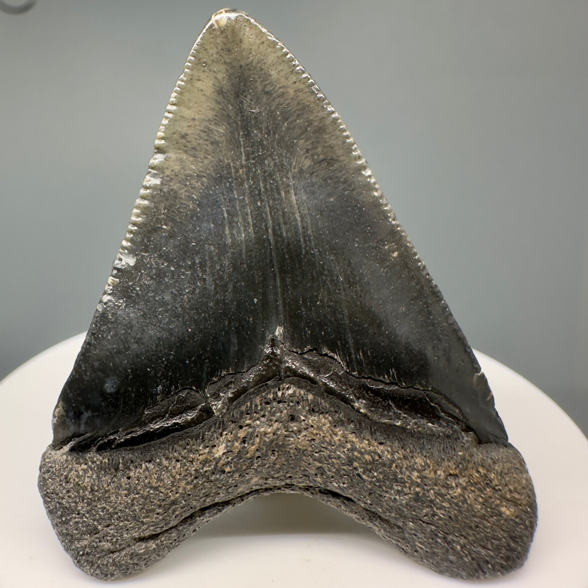Beautiful Juvenile heart-shaped 1.98" Fossil Megalodon Tooth - Bone Valley, Florida CM5008 - Back