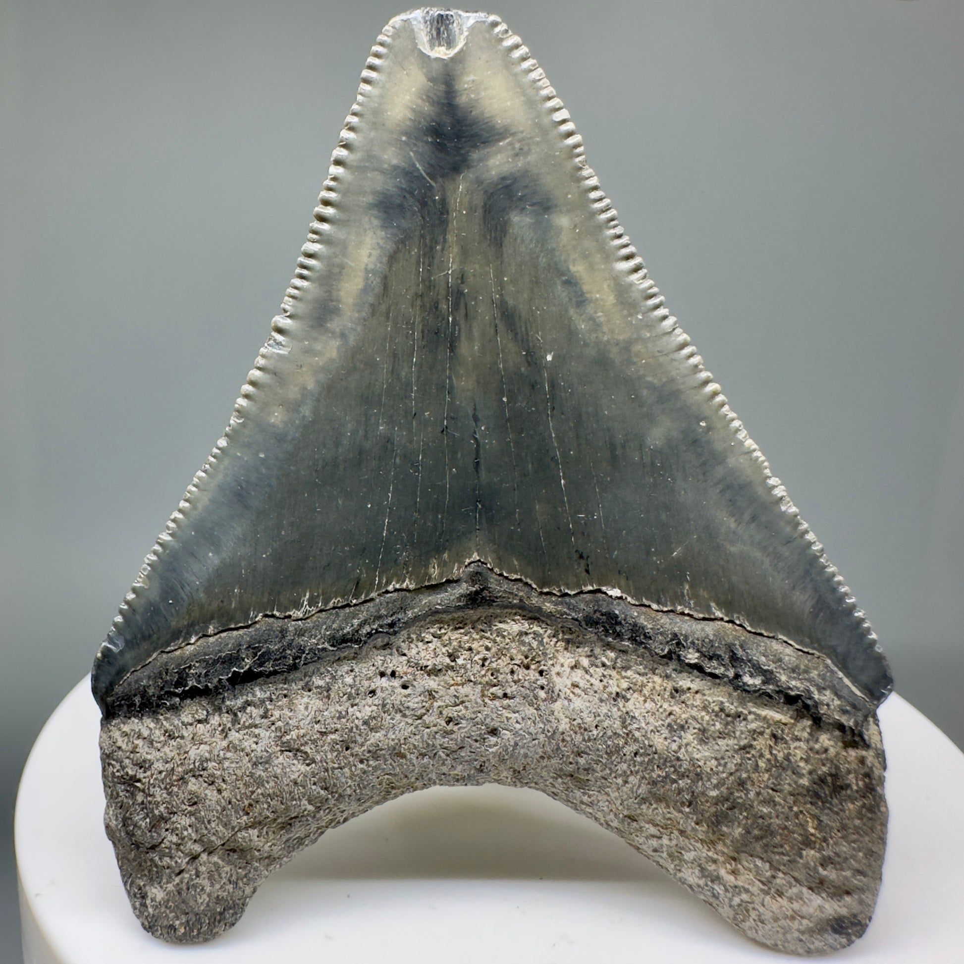 Juvenile, colorful 2.24" Fossil Megalodon Tooth - Bone Valley, Florida CM5009 - Back