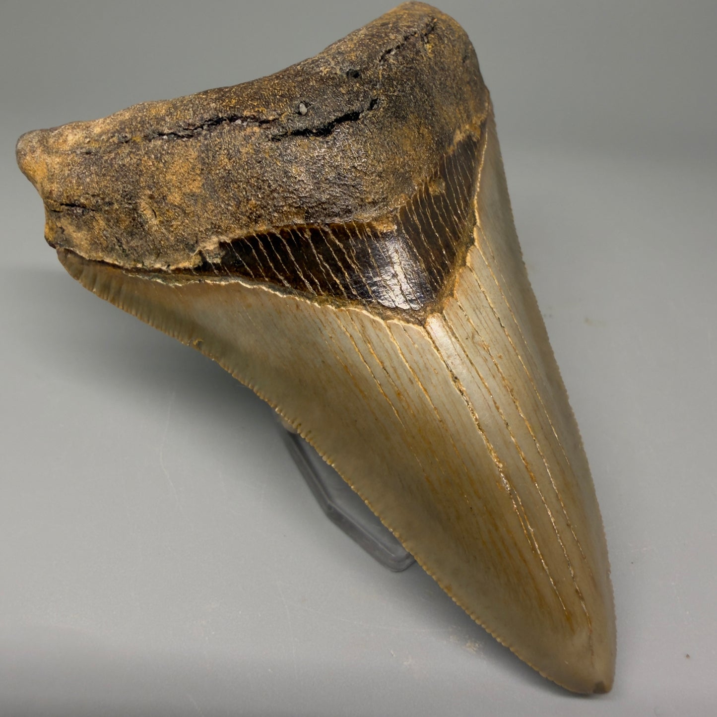 Front Left view 4.06" Authentic Lower Megalodon Tooth – North Carolina Fossil | Carcharocles megalodon CM5417 