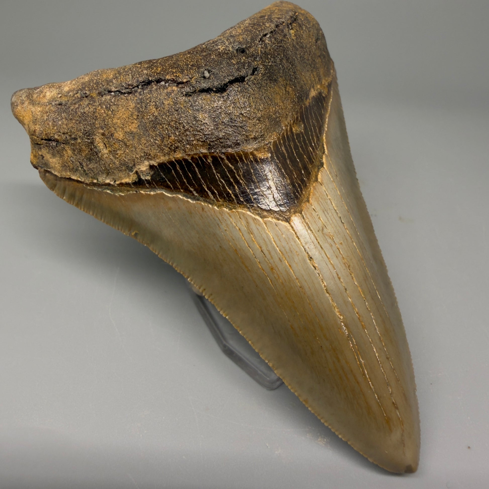 Front Left view 4.06" Authentic Lower Megalodon Tooth – North Carolina Fossil | Carcharocles megalodon CM5417 