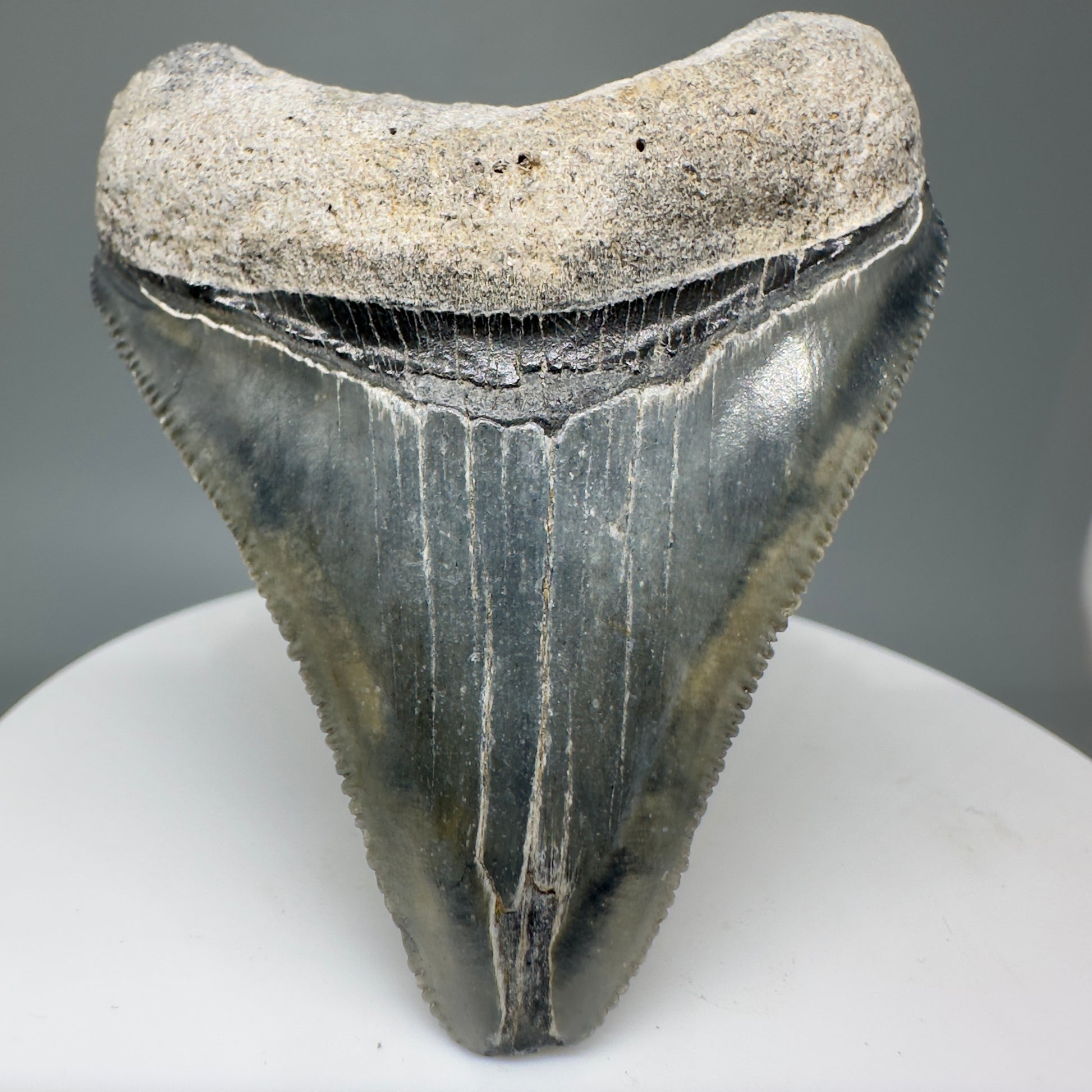 Juvenile, colorful 2.24" Fossil Megalodon Tooth - Bone Valley, Florida CM5009 - Front1