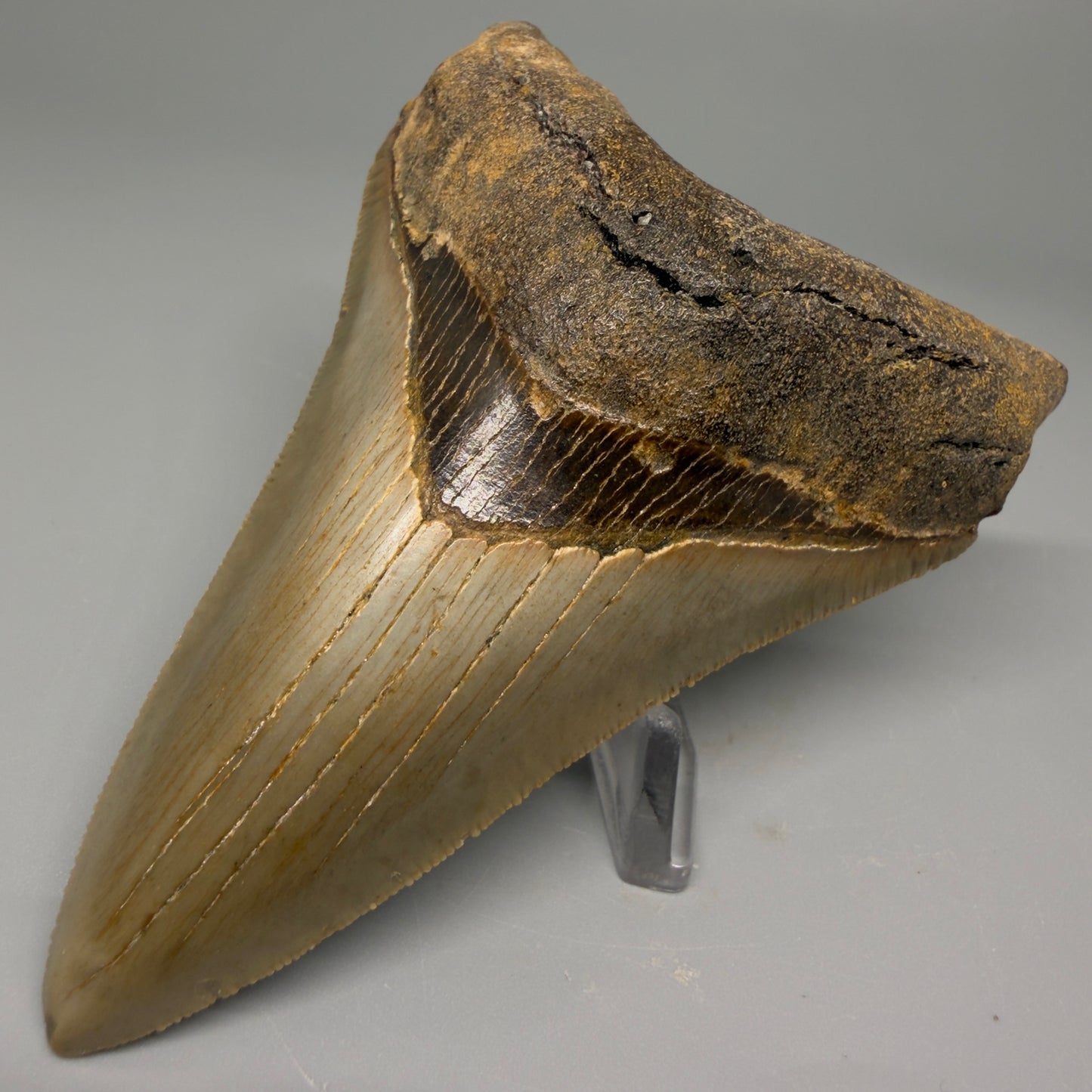Front Right view 4.06" Authentic Lower Megalodon Tooth – North Carolina Fossil | Carcharocles megalodon CM5417 