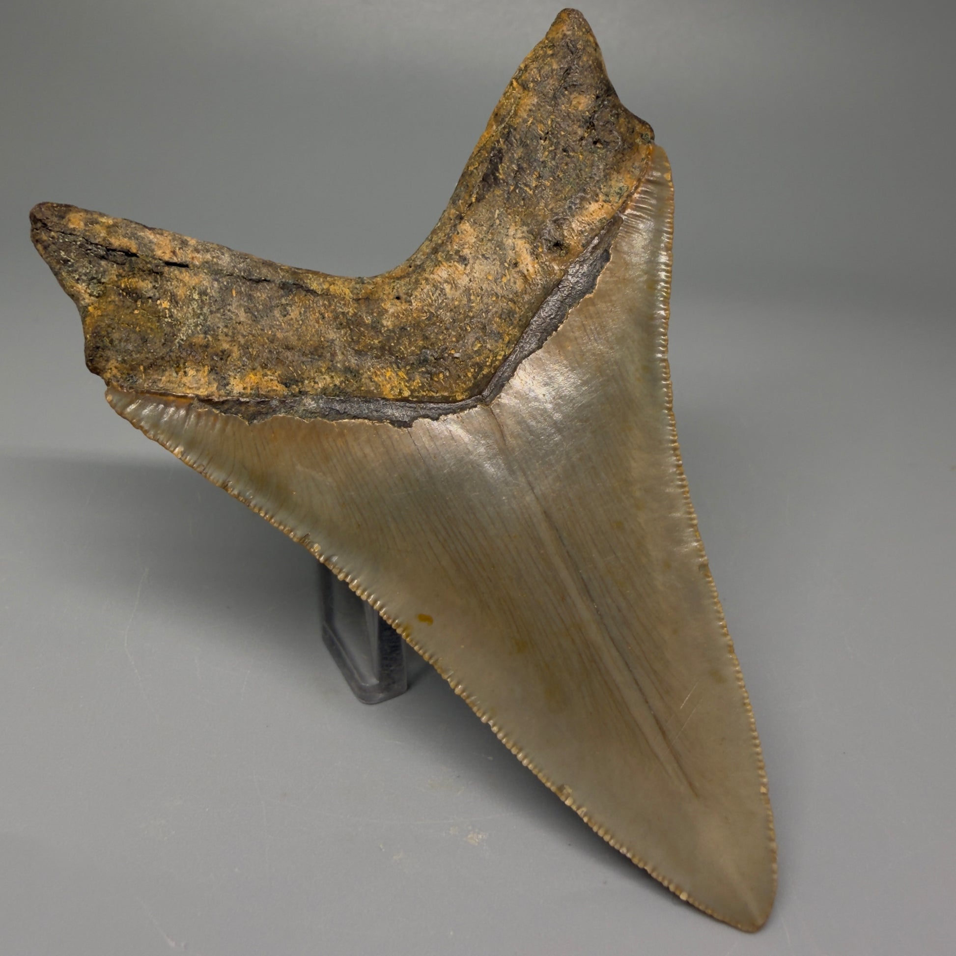 Back Left view 4.06" Authentic Lower Megalodon Tooth – North Carolina Fossil | Carcharocles megalodon CM5417 