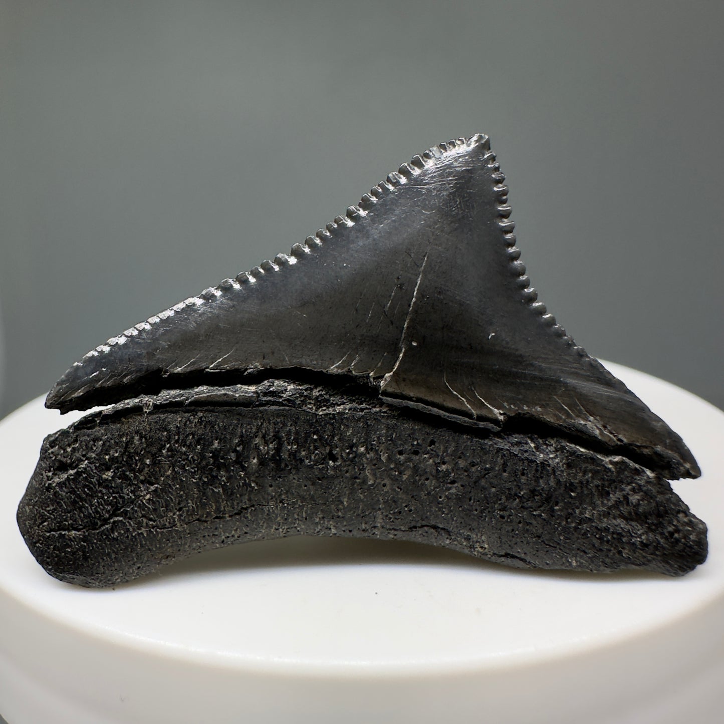 Black, sharply serrated 1.64" Posterior Fossil Megalodon Tooth - South Carolina CM5010 - Black