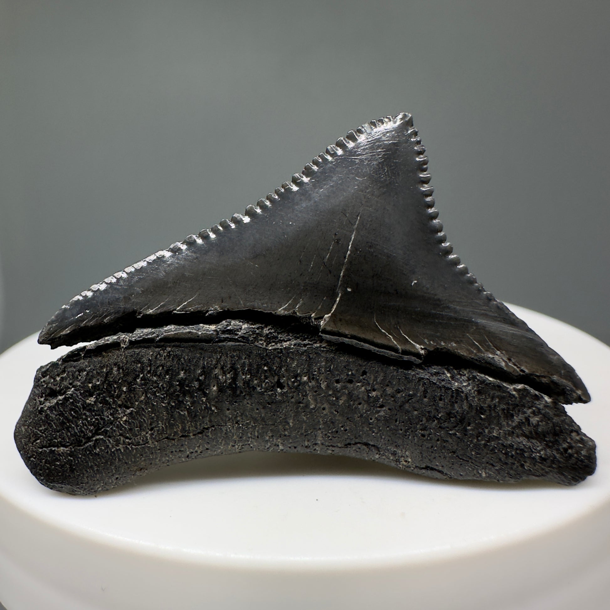 Black, sharply serrated 1.64" Posterior Fossil Megalodon Tooth - South Carolina CM5010 - Black