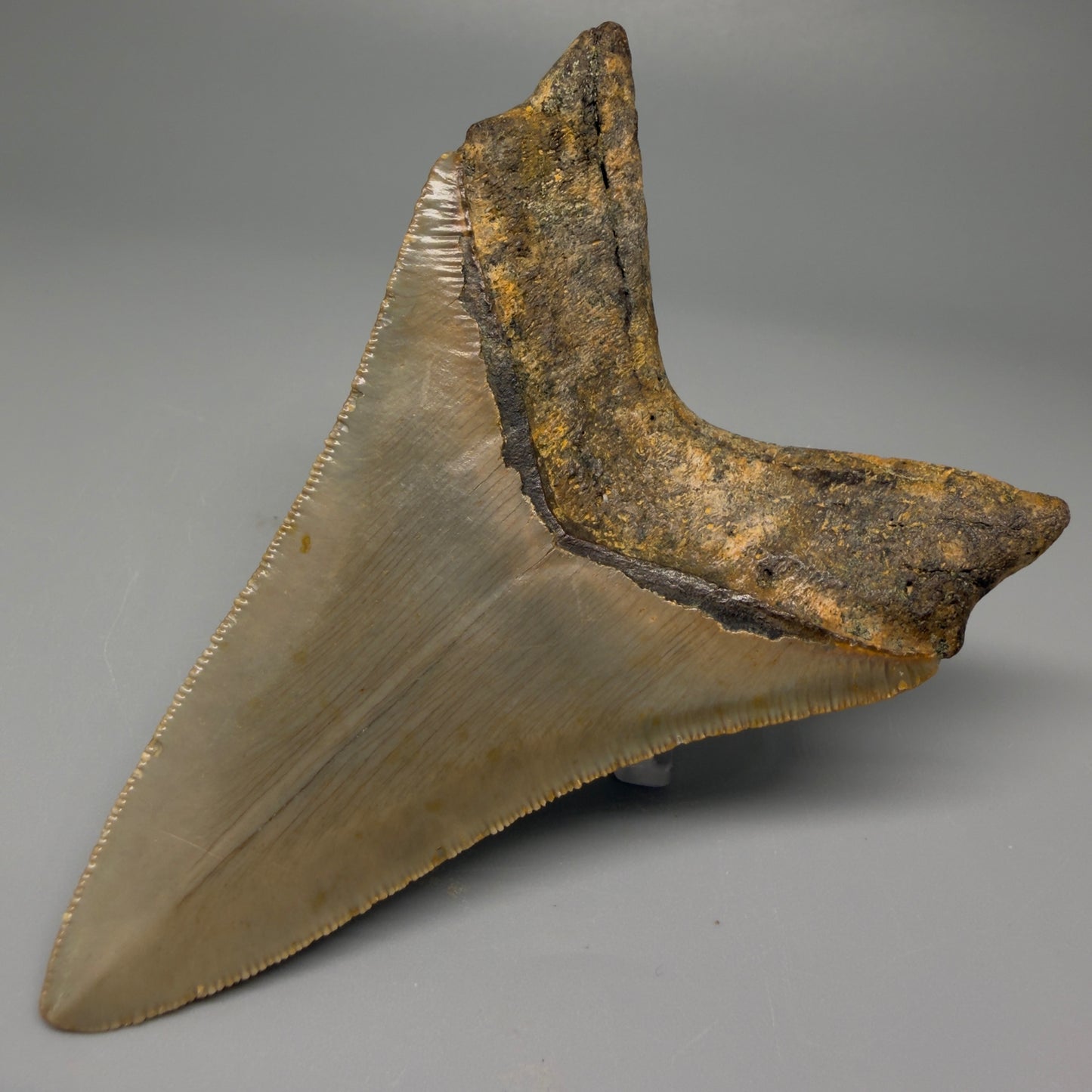 Back Right view 4.06" Authentic Lower Megalodon Tooth – North Carolina Fossil | Carcharocles megalodon CM5417 