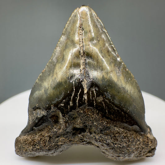 Juvenile heart-shaped 1.48" Authentic Fossil Megalodon Shark Tooth - South Carolina CM5011 - Front