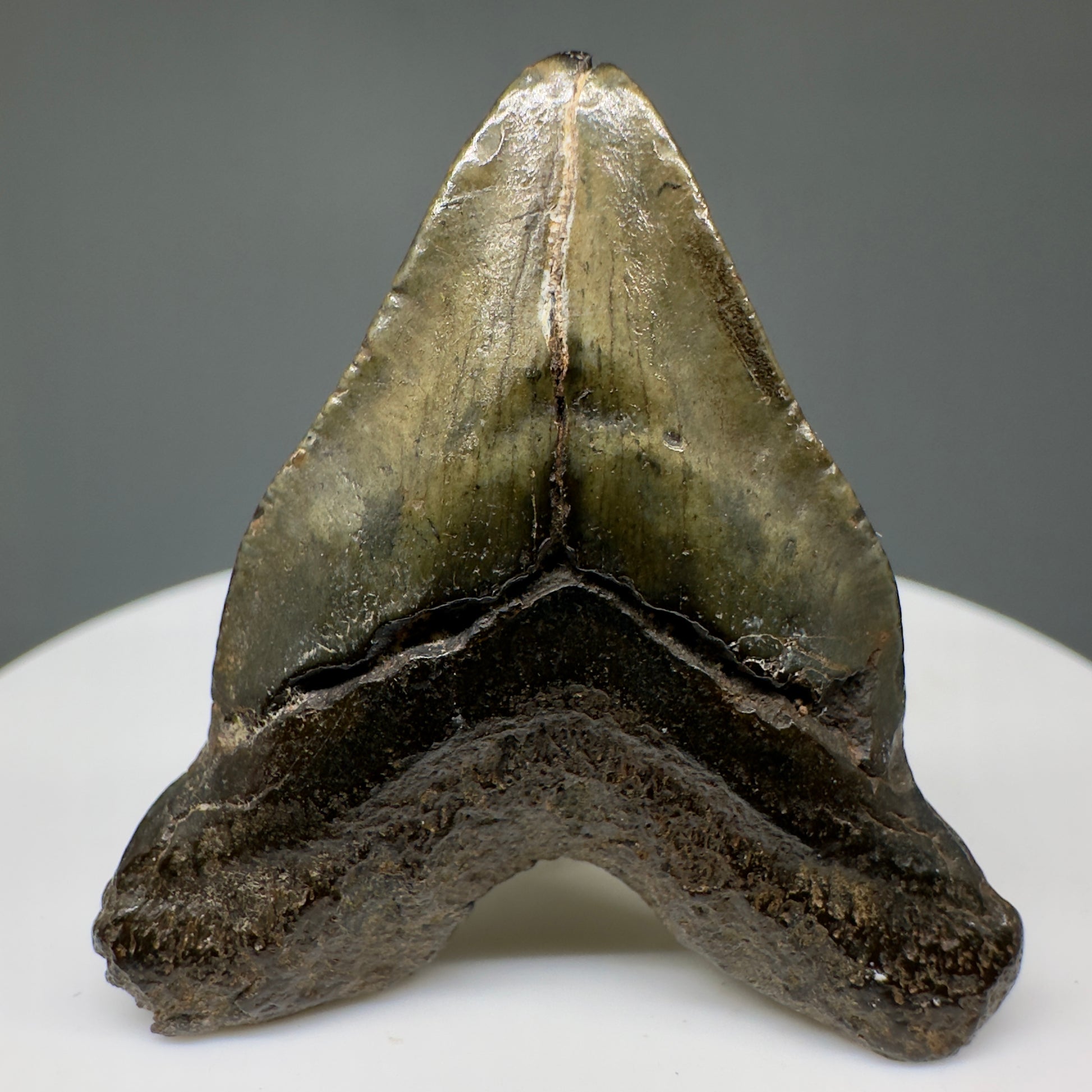 Juvenile heart-shaped 1.48" Authentic Fossil Megalodon Shark Tooth - South Carolina CM5011 - Back