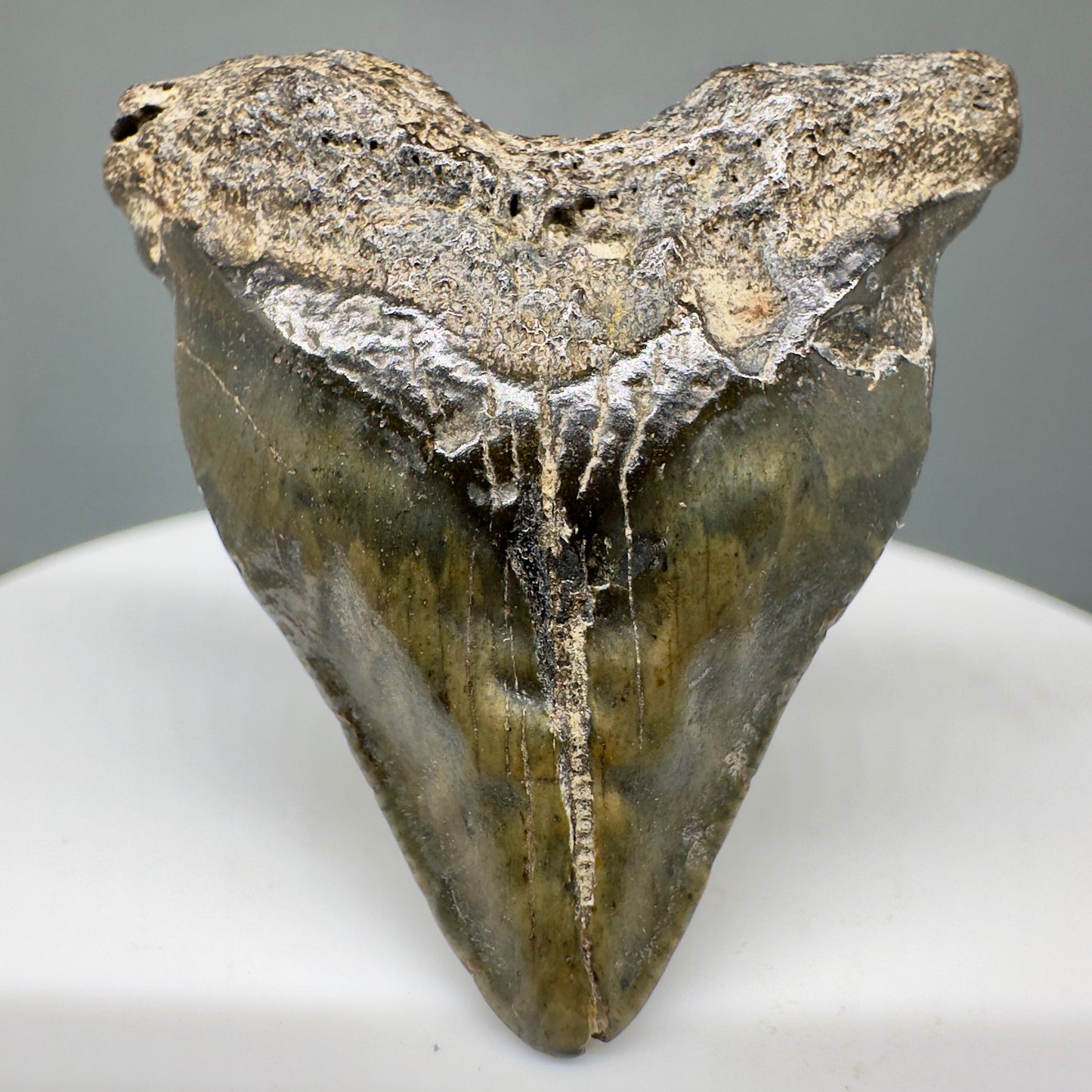 Juvenile heart-shaped 1.48" Authentic Fossil Megalodon Shark Tooth - South Carolina CM5011 - Front1