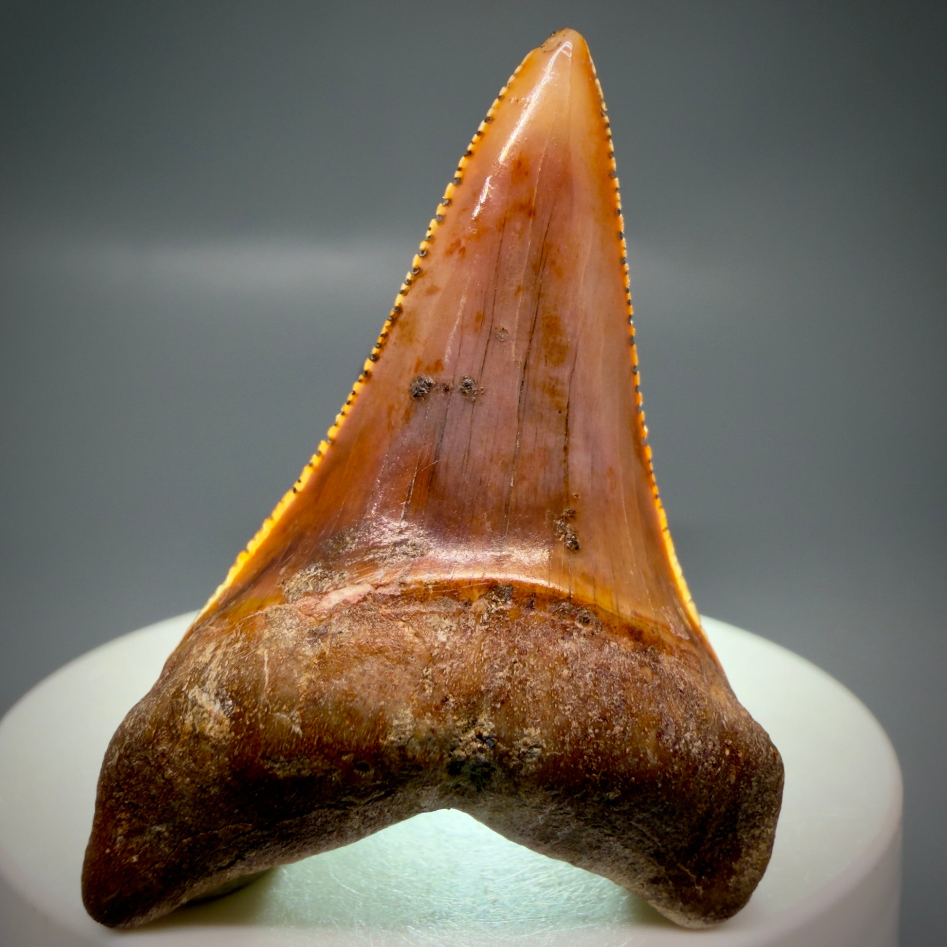Front View Exquisite Red, lower 2.07" long Fossil Great White Tooth from the deserts of Peru GW1320 - 3