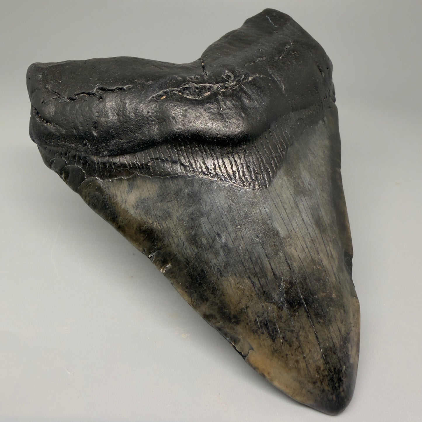 Front Left View 4.93" Fossil Megalodon Tooth – Authentic Carcharocles megalodon Tooth from South Carolina CM5431 