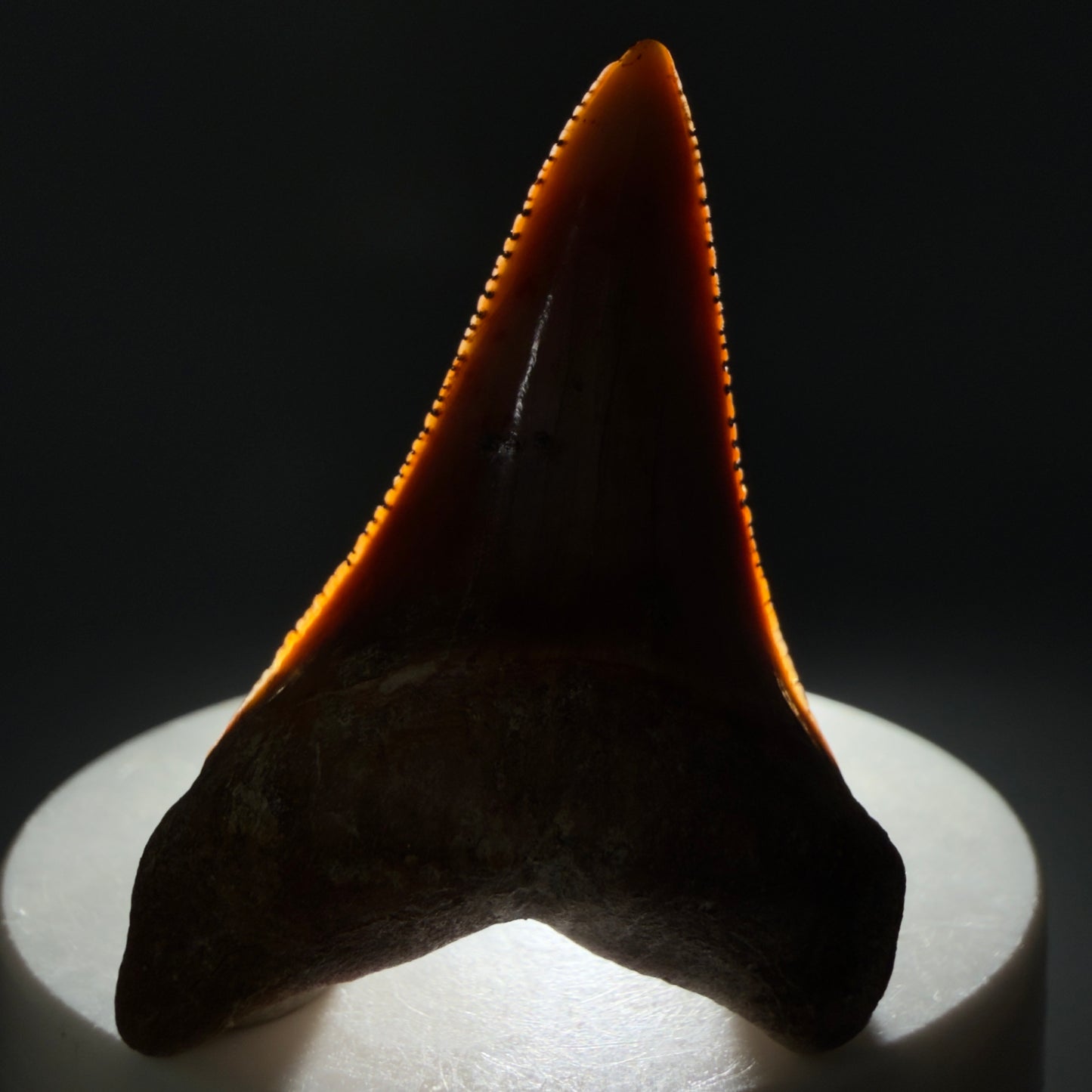 Front View Exquisite Red, lower 2.07" long Fossil Great White Tooth from the deserts of Peru GW1320 - 2