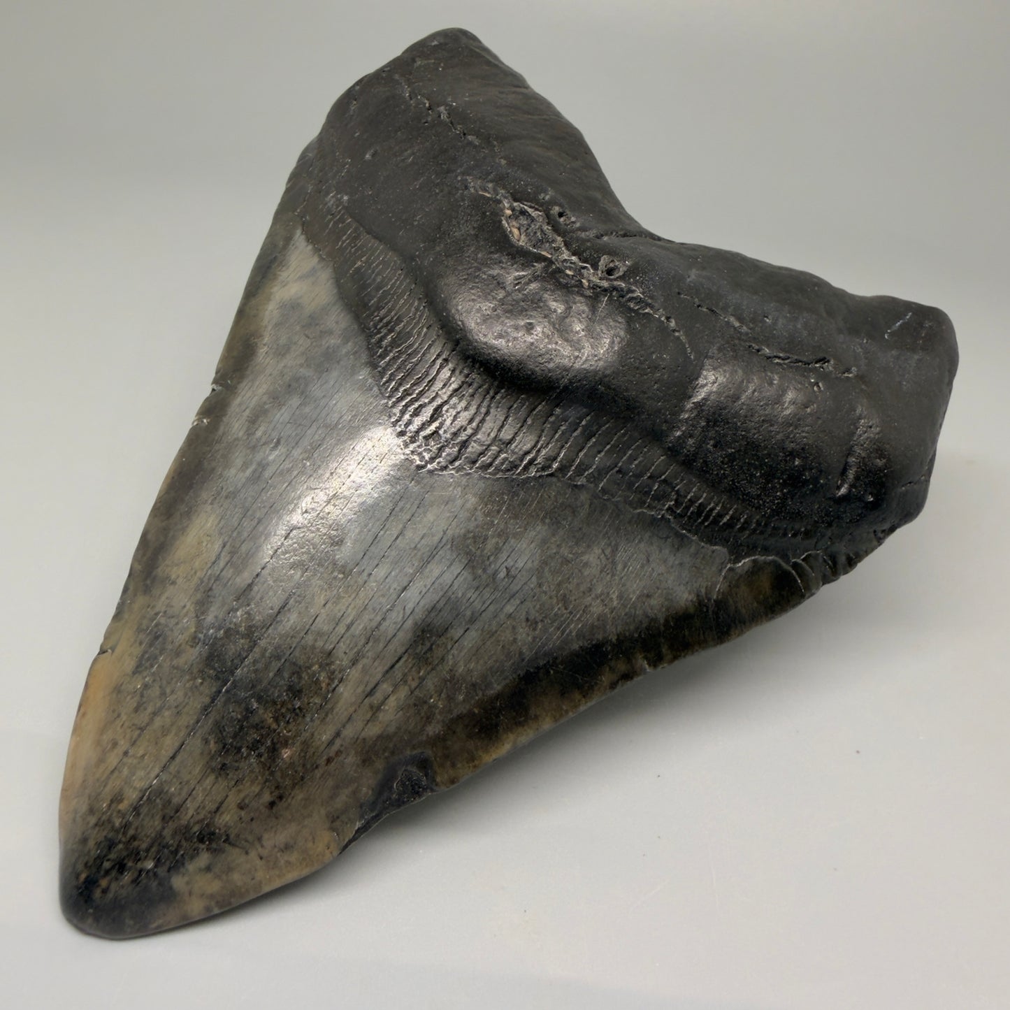 Front Right View 4.93" Fossil Megalodon Tooth – Authentic Carcharocles megalodon Tooth from South Carolina CM5431 