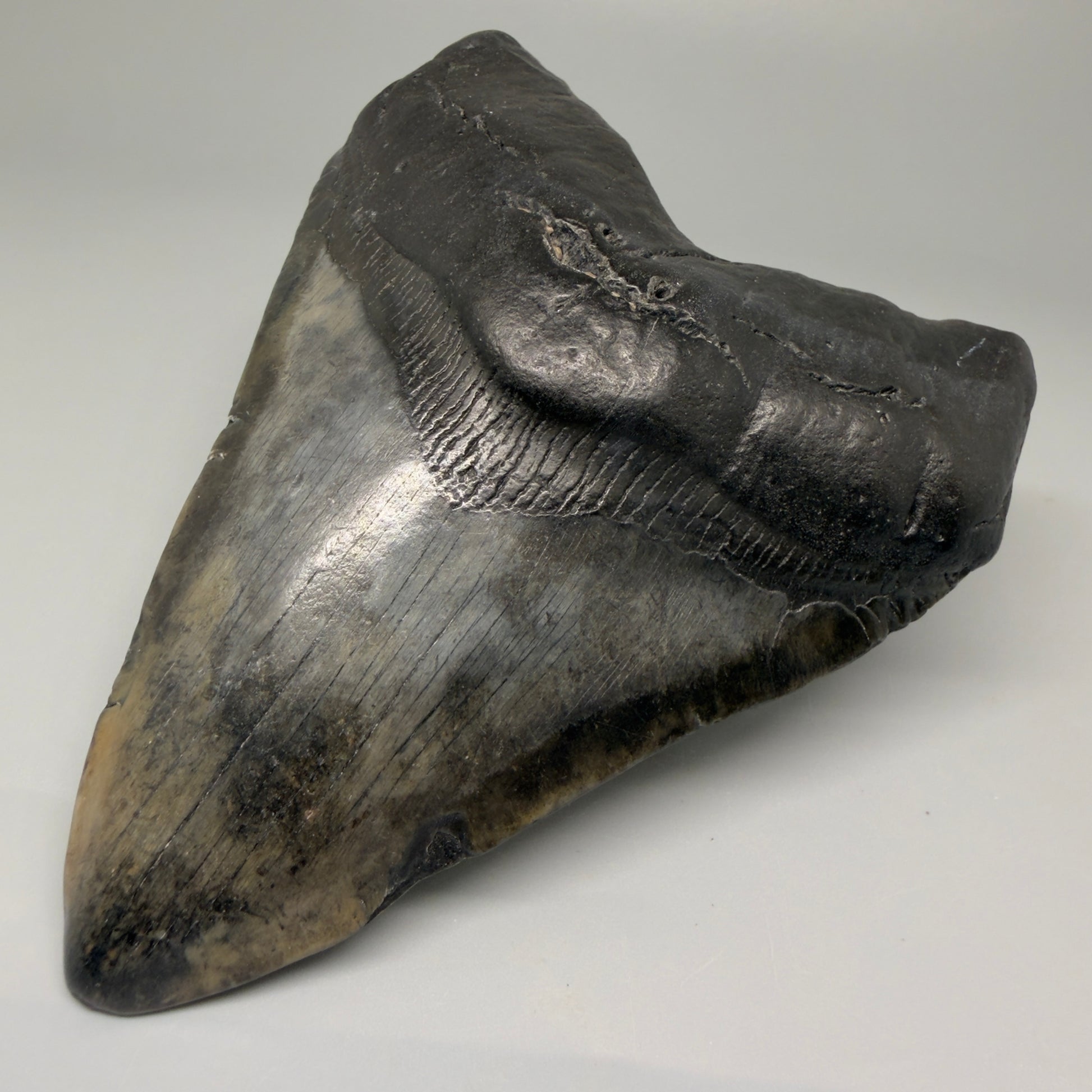 Front Right View 4.93" Fossil Megalodon Tooth – Authentic Carcharocles megalodon Tooth from South Carolina CM5431 