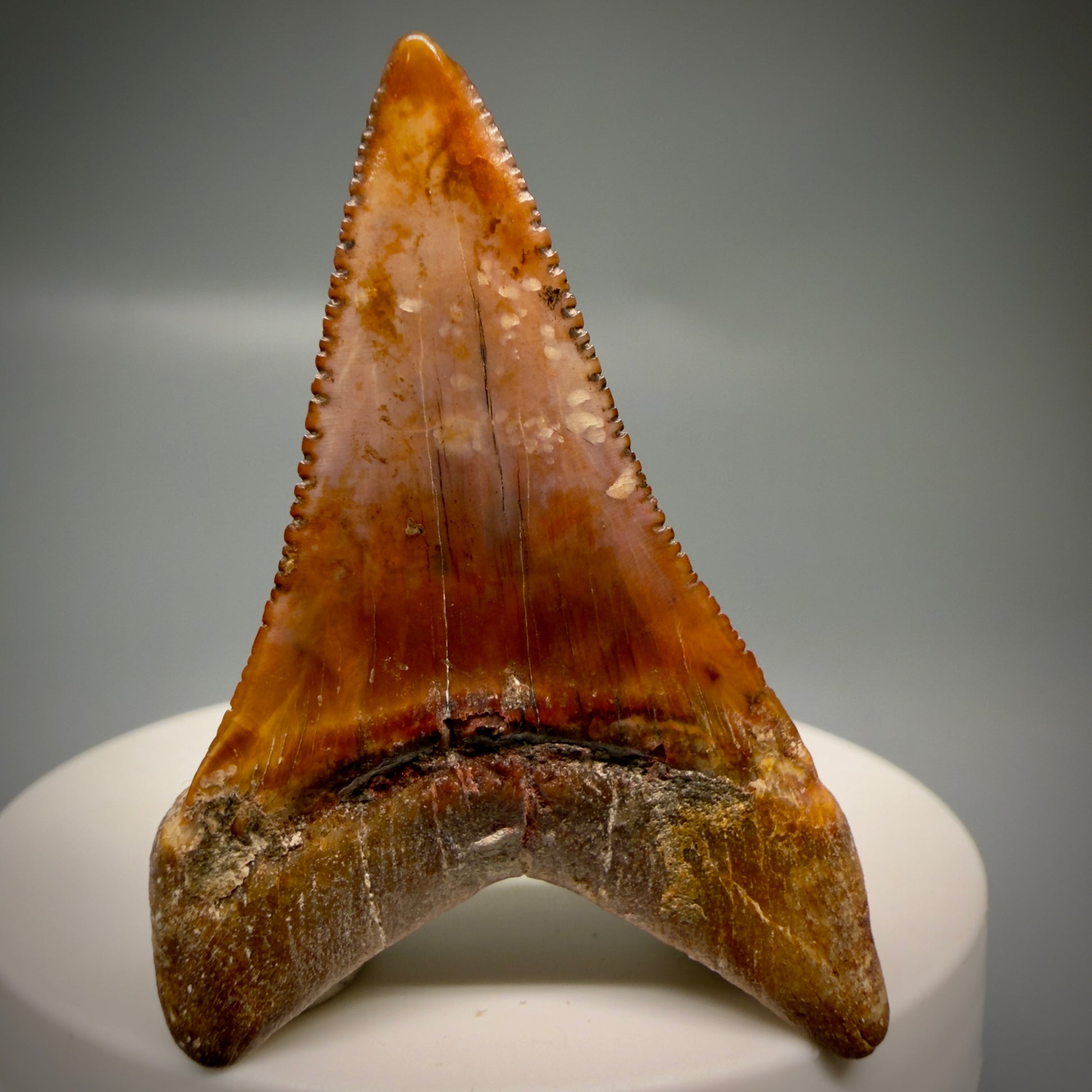 Back View Exquisite Red, lower 2.07" long Fossil Great White Tooth from the deserts of Peru GW1320